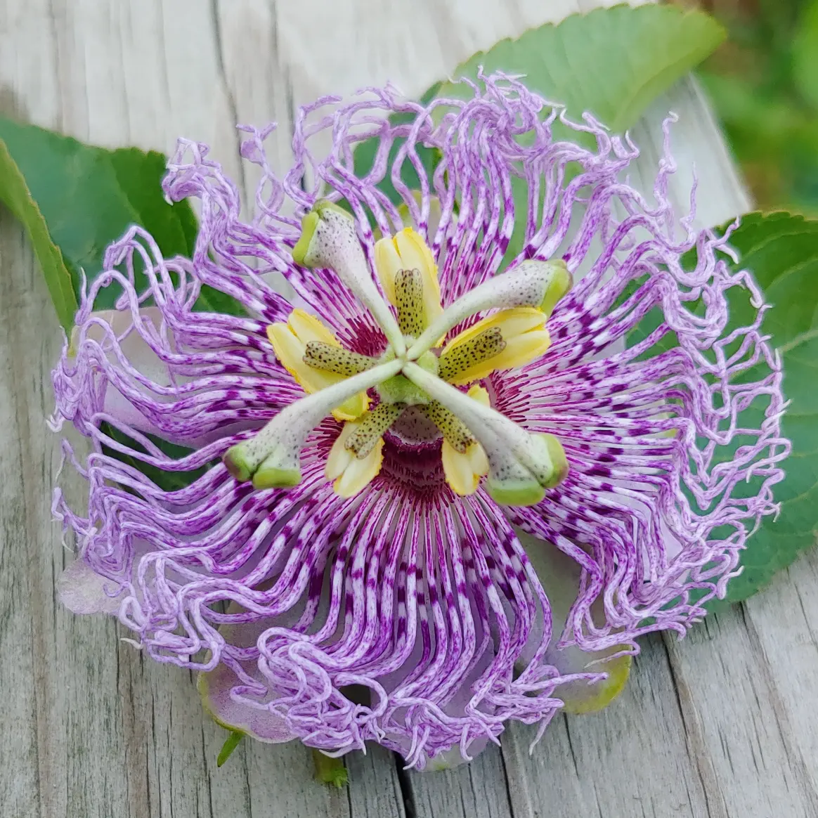 Passionflower, Passiflora incarnata