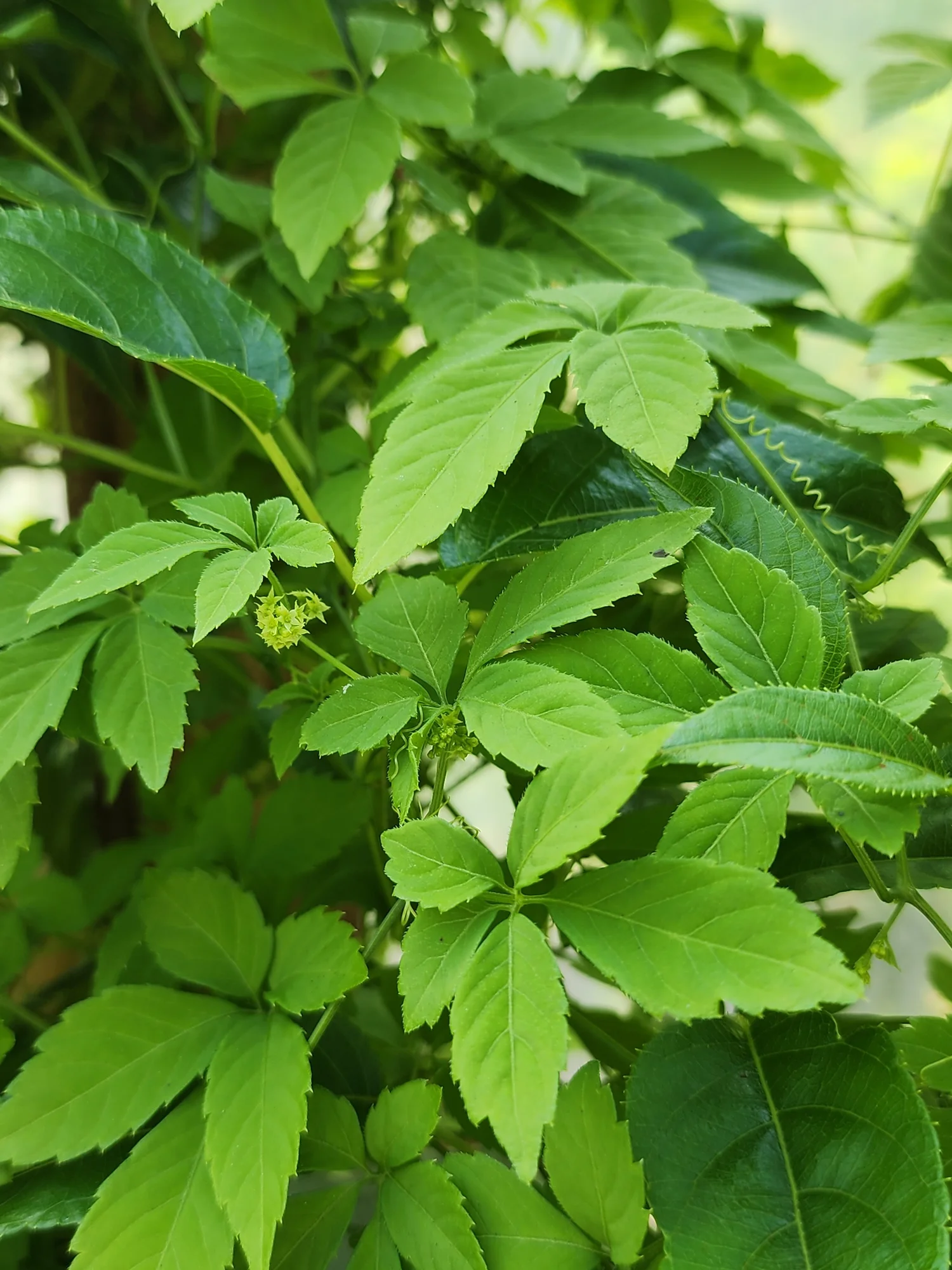 thuja düngen frühjahr Thuja Dünger - Mineralischer NPK Flüssigdünger mit Stickstoff main image 1