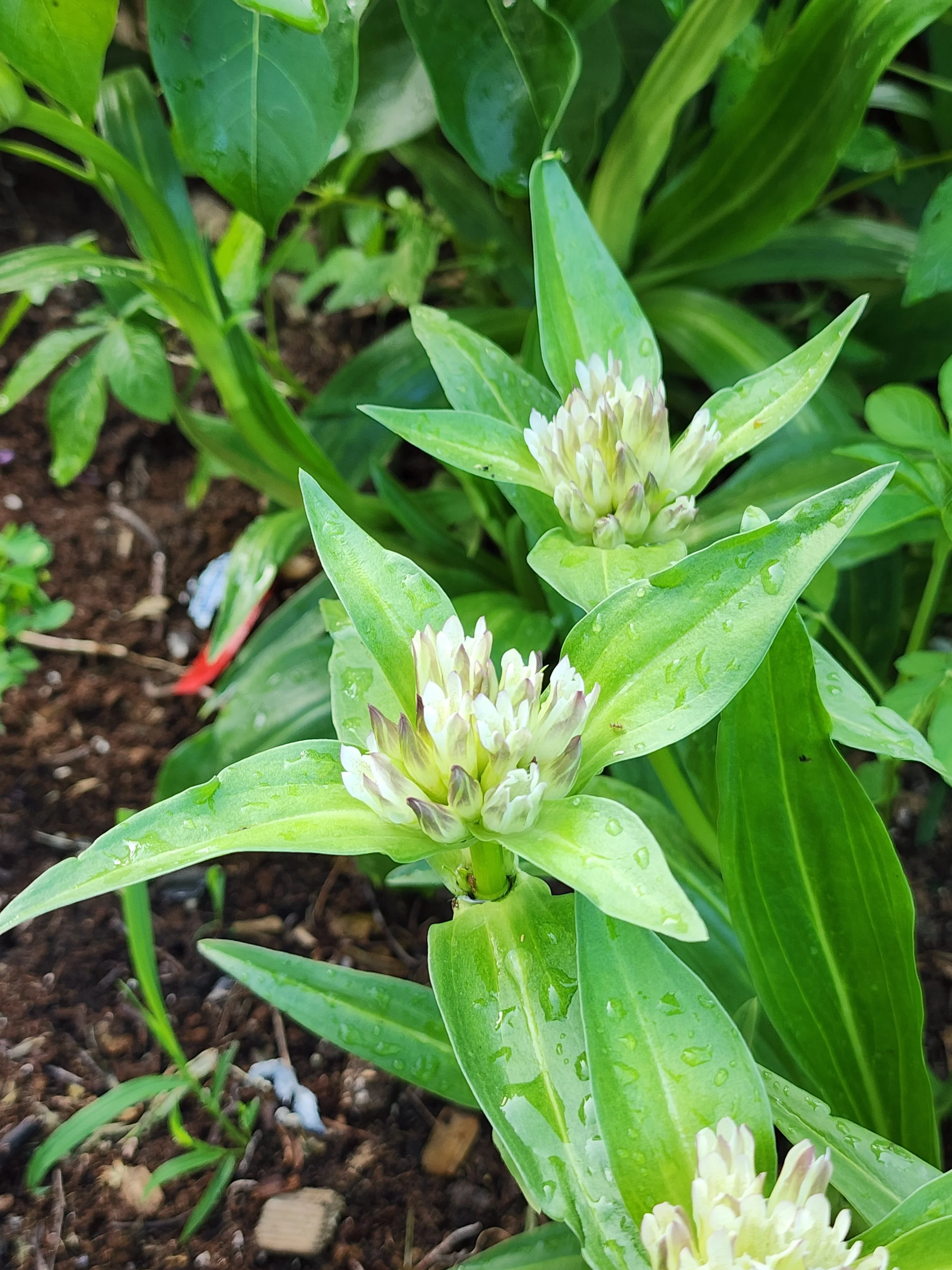 gentian.jpg