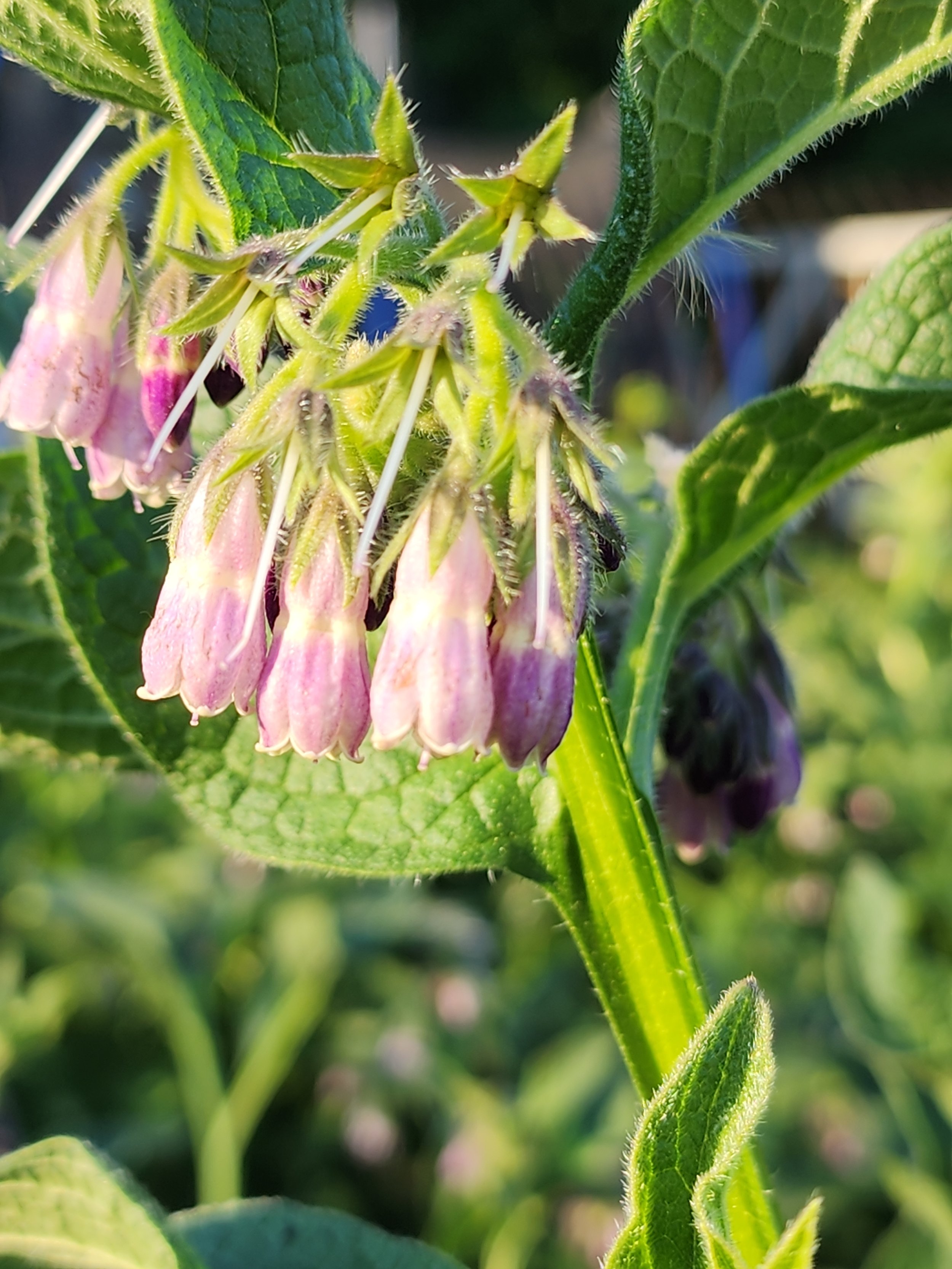 Comfrey, syphytum officinale