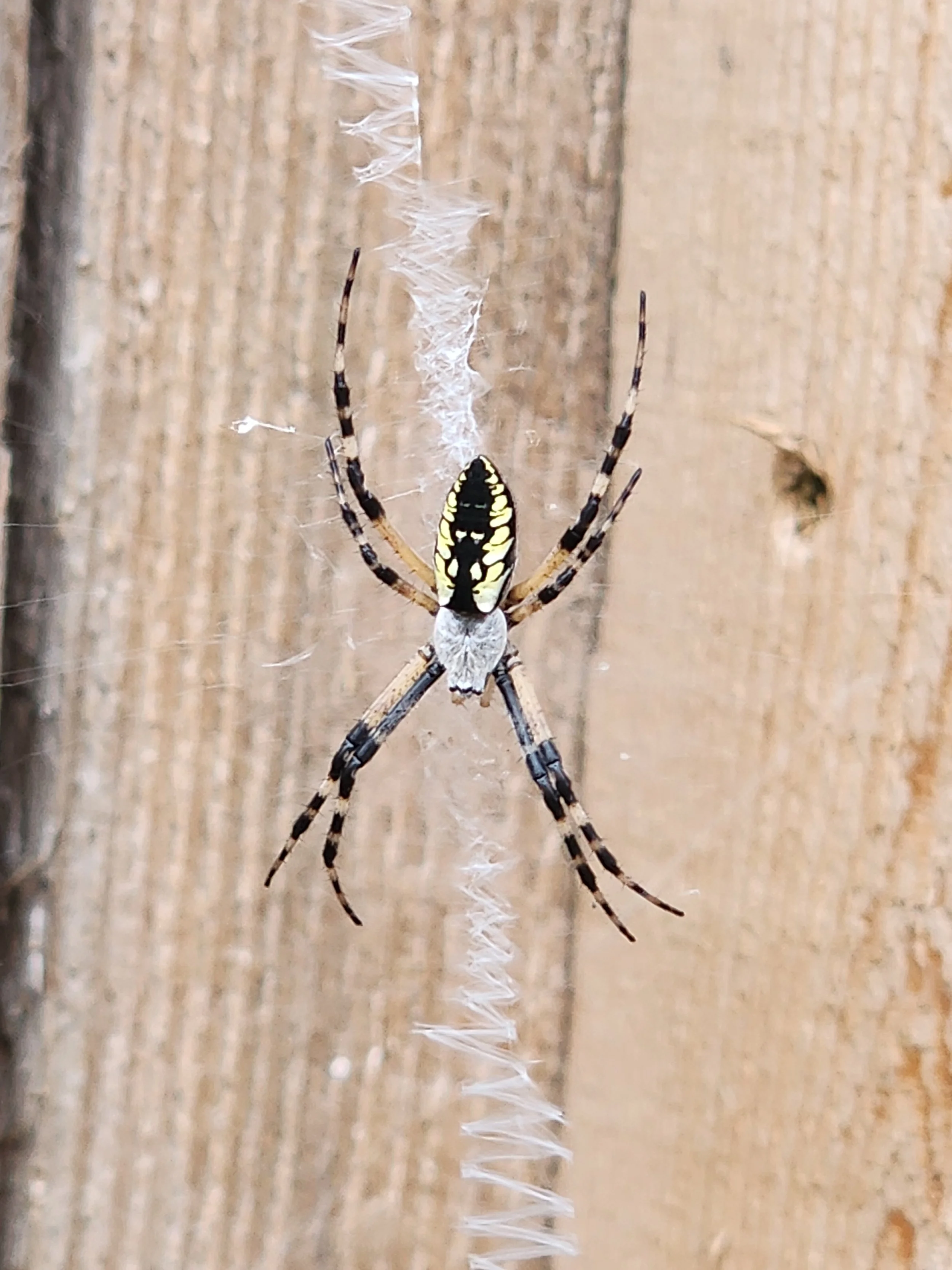 orb weaver