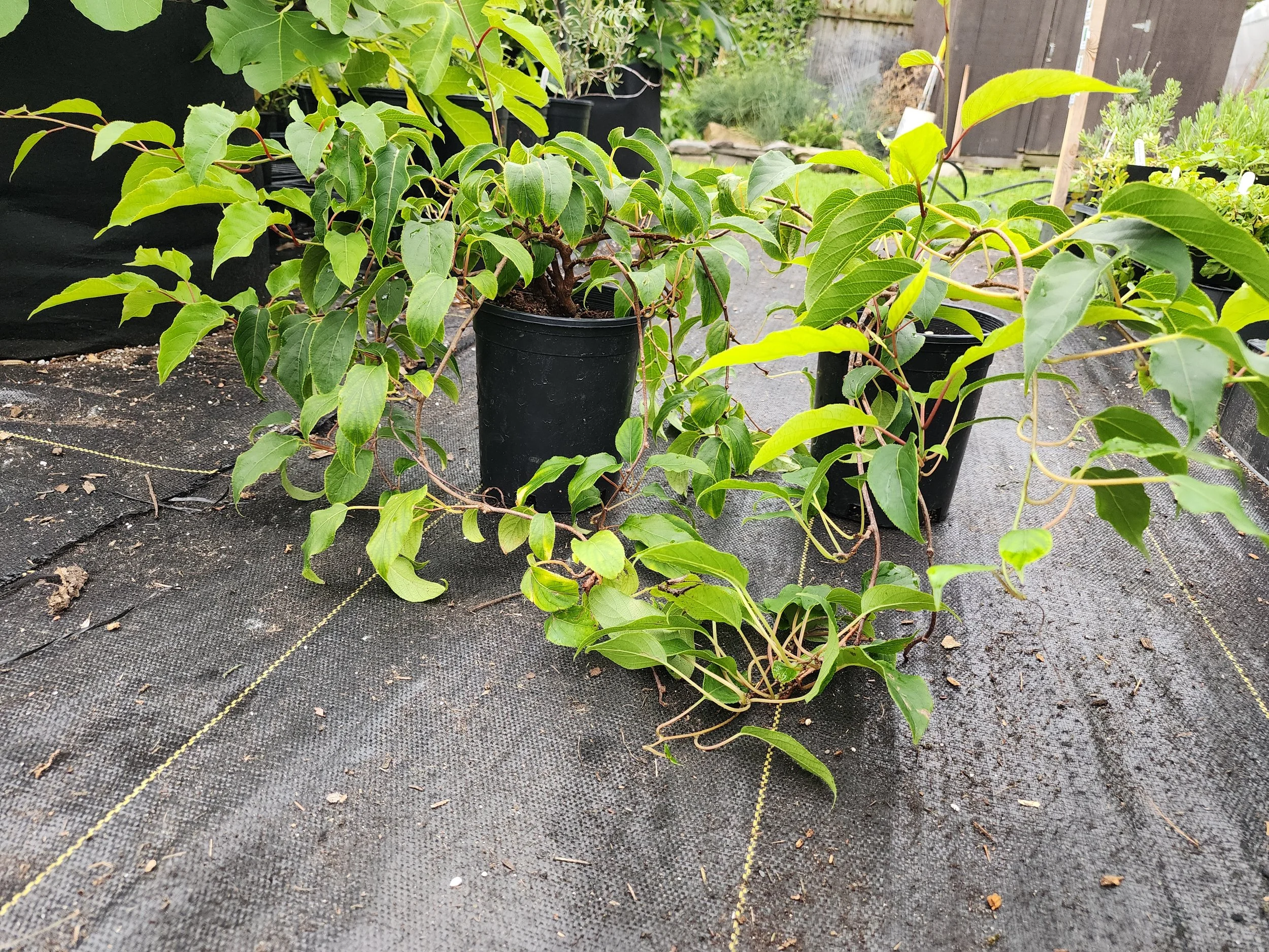 hardy kiwi 1.jpg