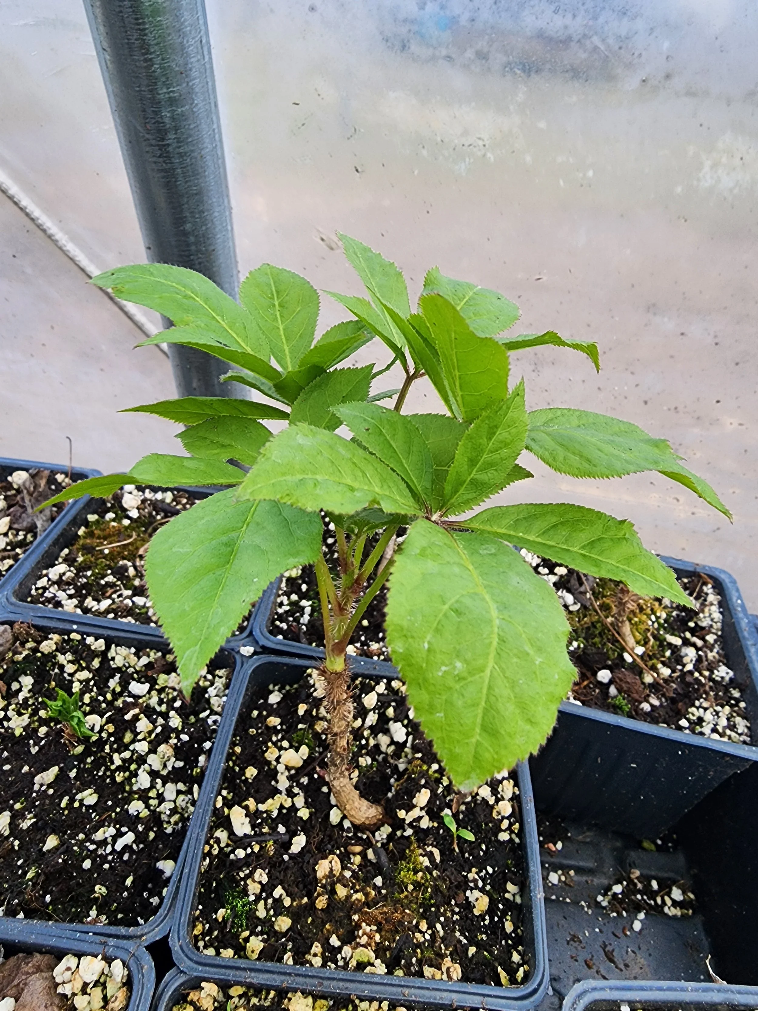 Eleutherococcus senticosus, Siberian ginseng