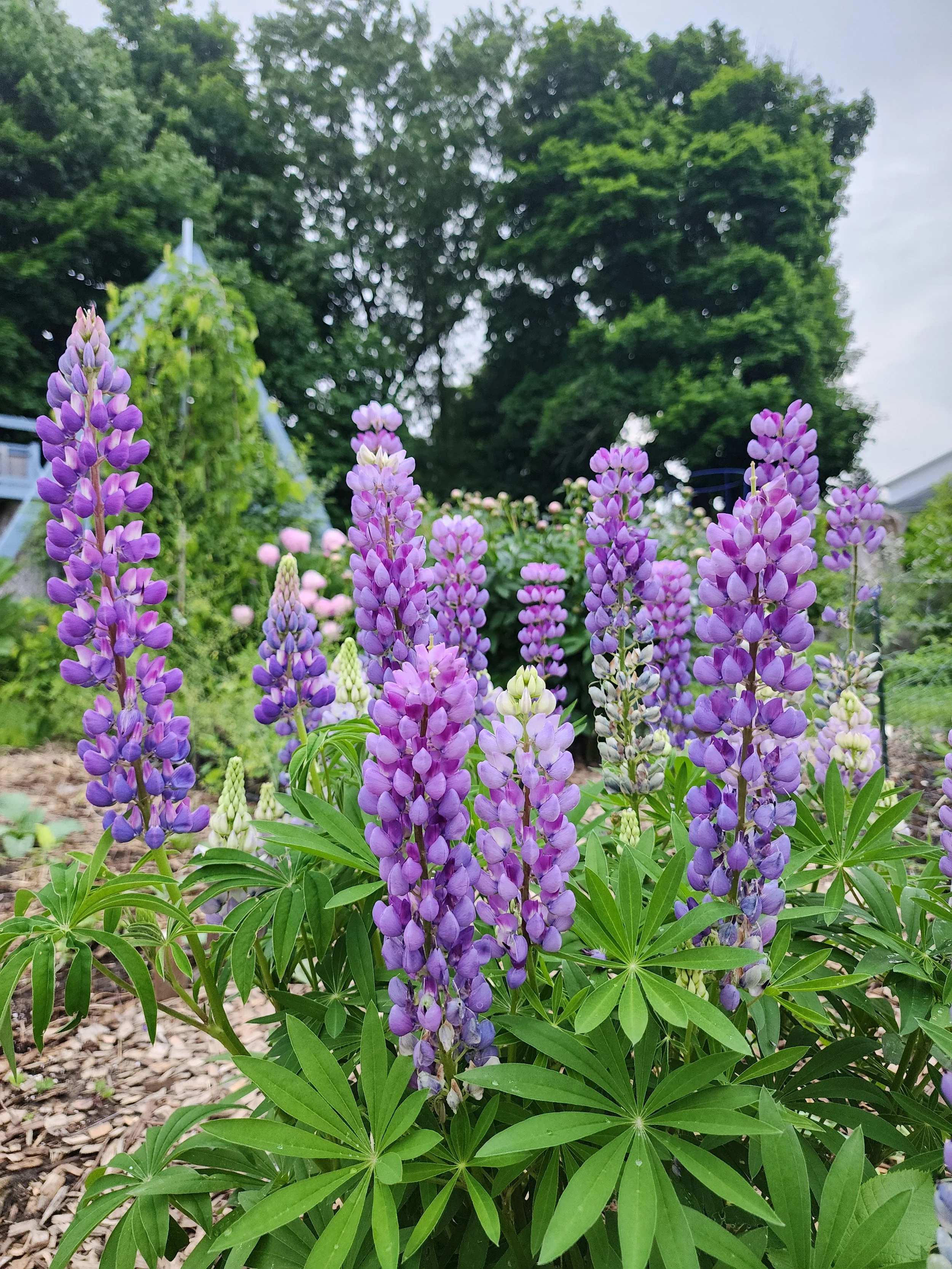 lupine