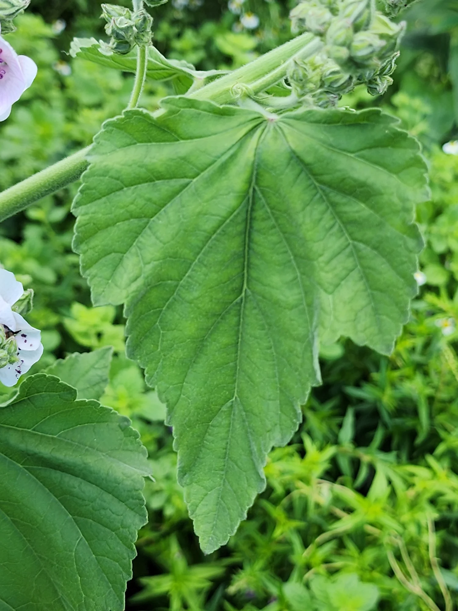 Mallow Root Marshmallow Root Plant