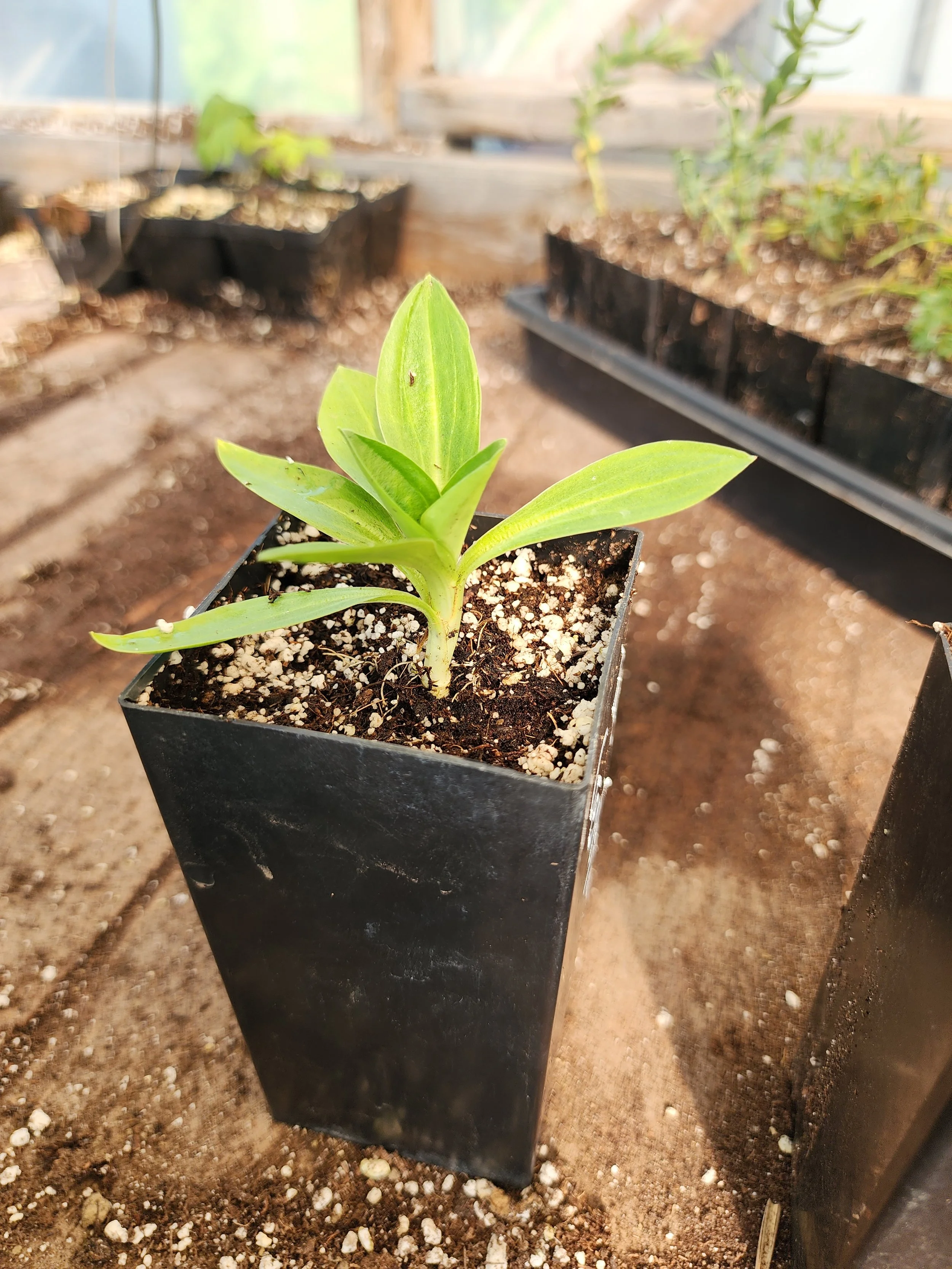 tibetan gentian1.jpg