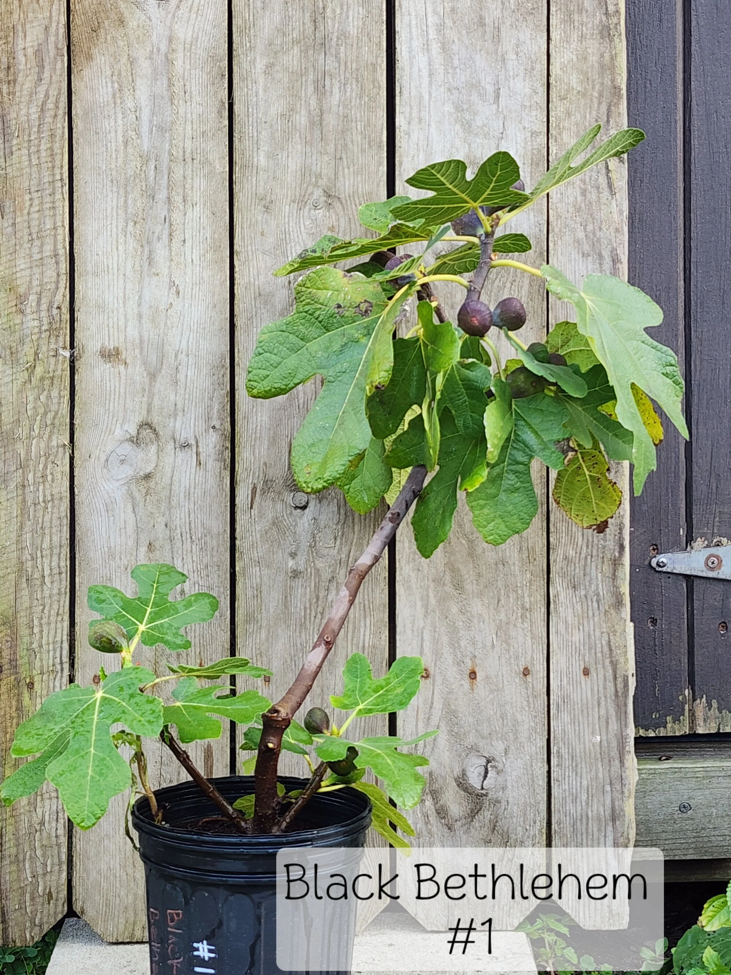 fig B B 1.jpg