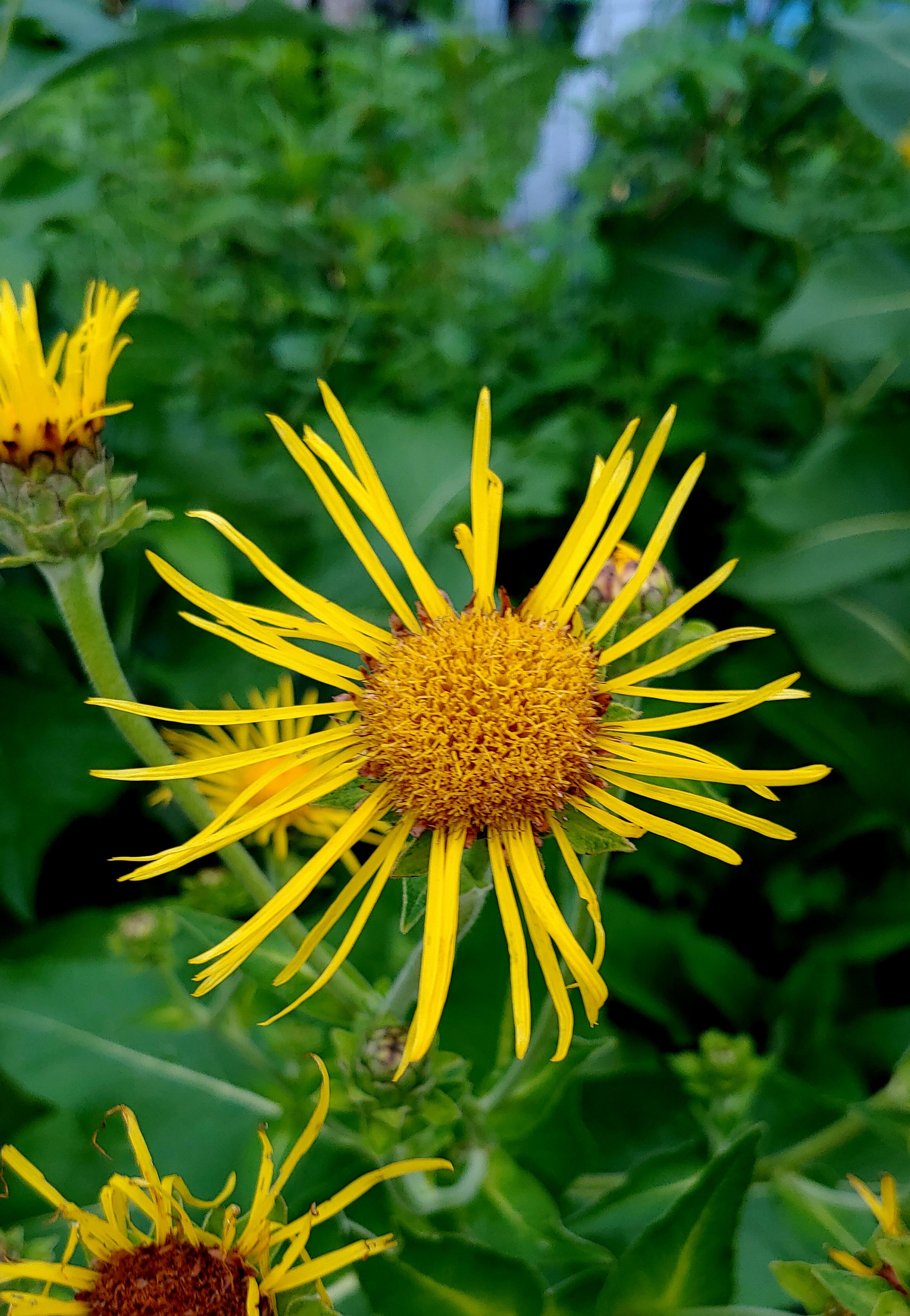 Elecampane, Inula helenium
