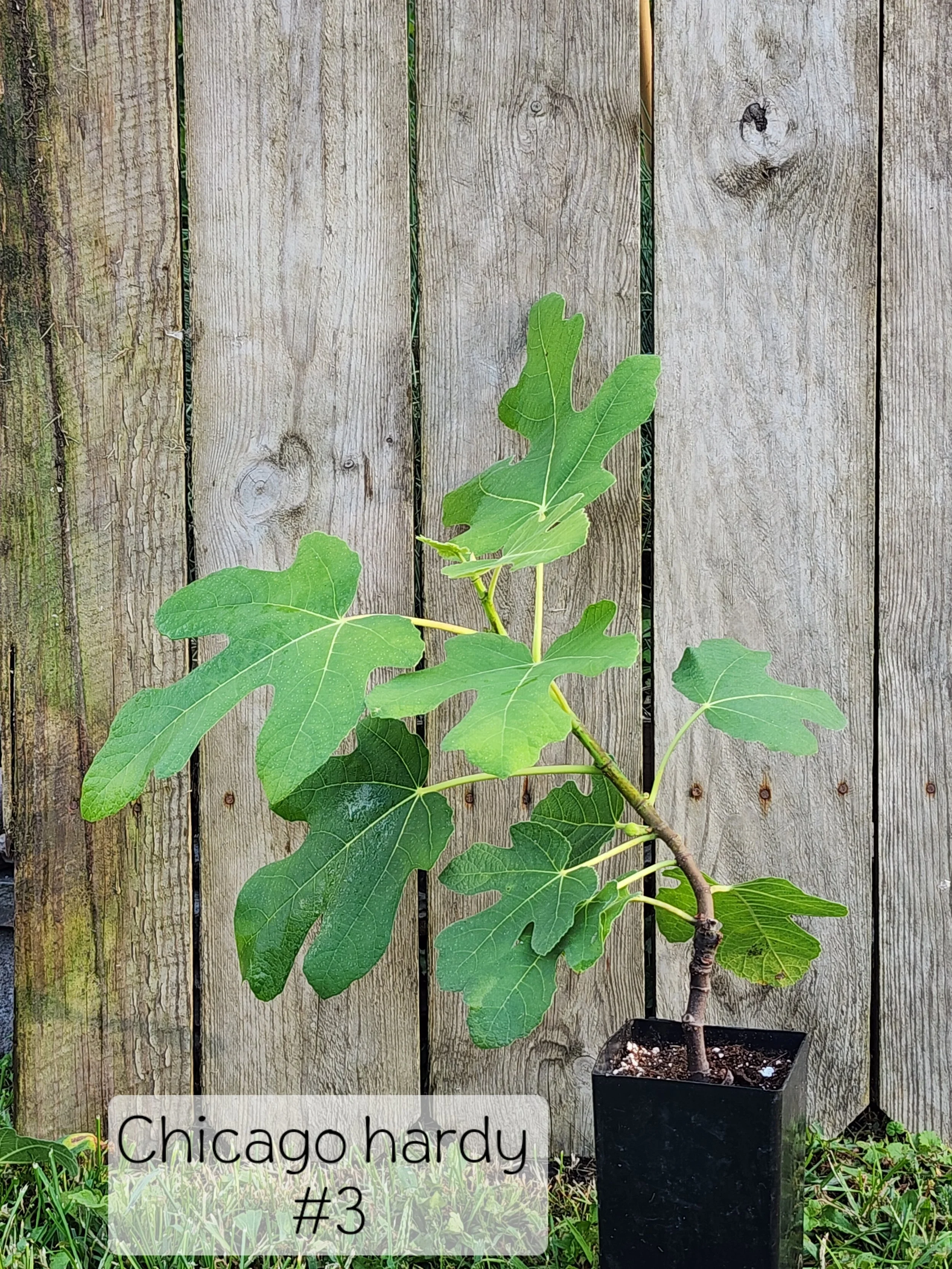 fig C H 3.jpg