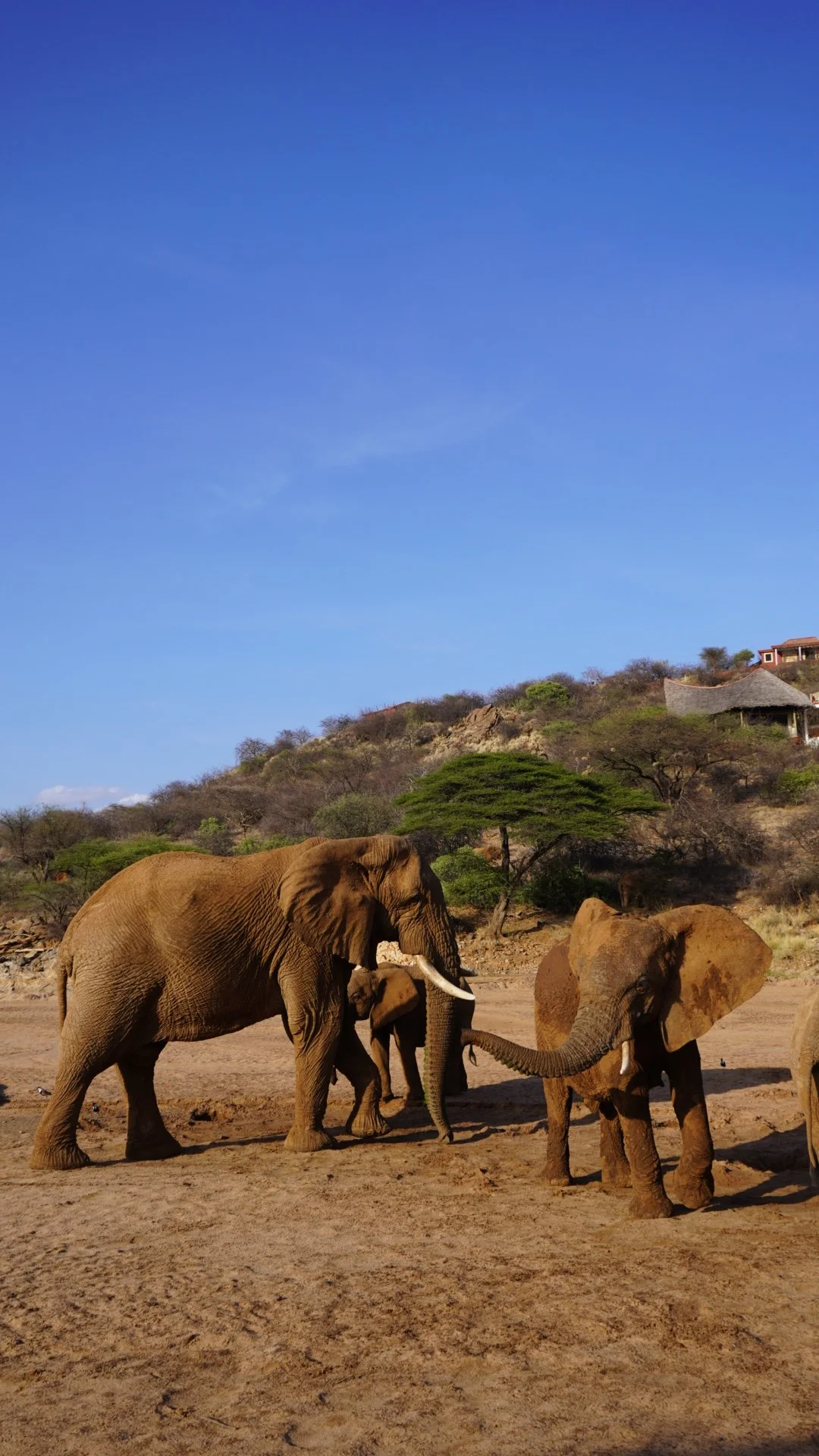 Elephants standing on a dirt area in a savannah landscape with trees and hills in the background under a clear blue sky.