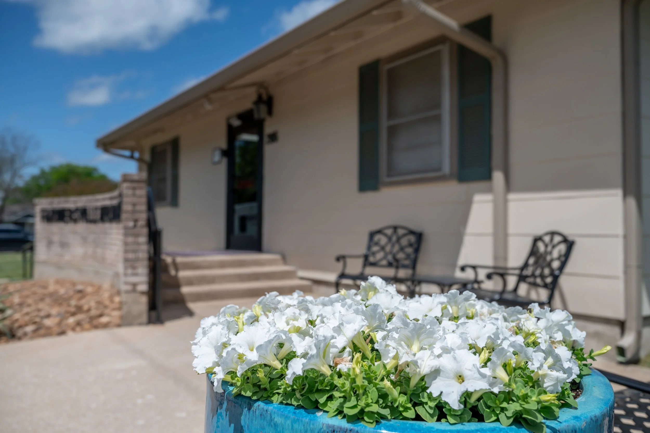 White petunias in a blue flower pot on a concrete porch in front of a house with beige siding, green shutters, and steps leading up to the door, with a clear blue sky and some trees in the background.