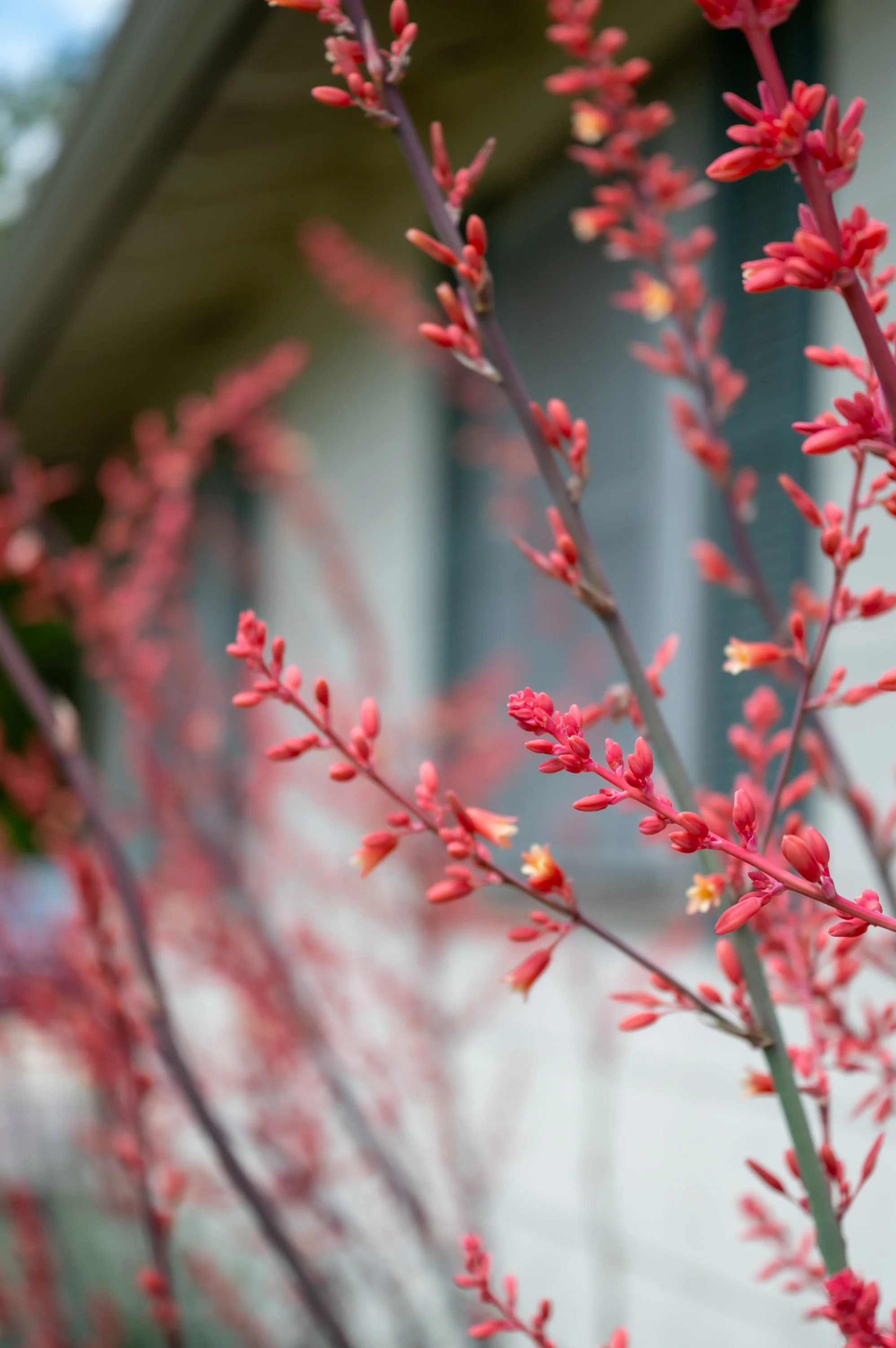 Close-up of pink and red flower buds on a slender branch, with a blurred background of a building and sky.
