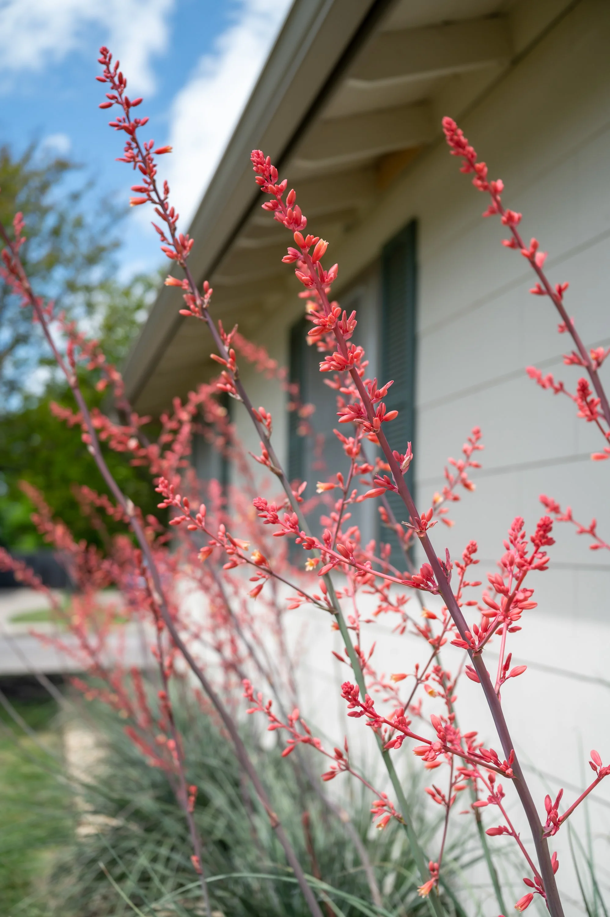 Close-up of pink flowering plant with building and blue sky in background.