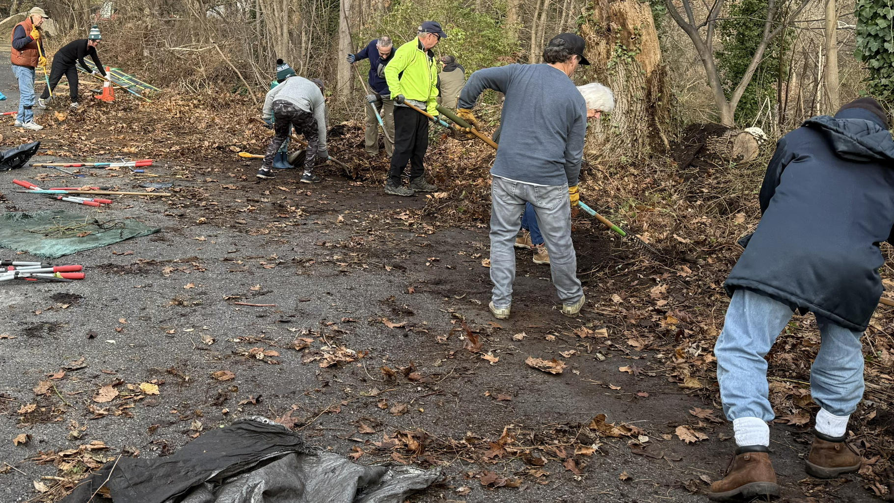 Volunteers removing invasives