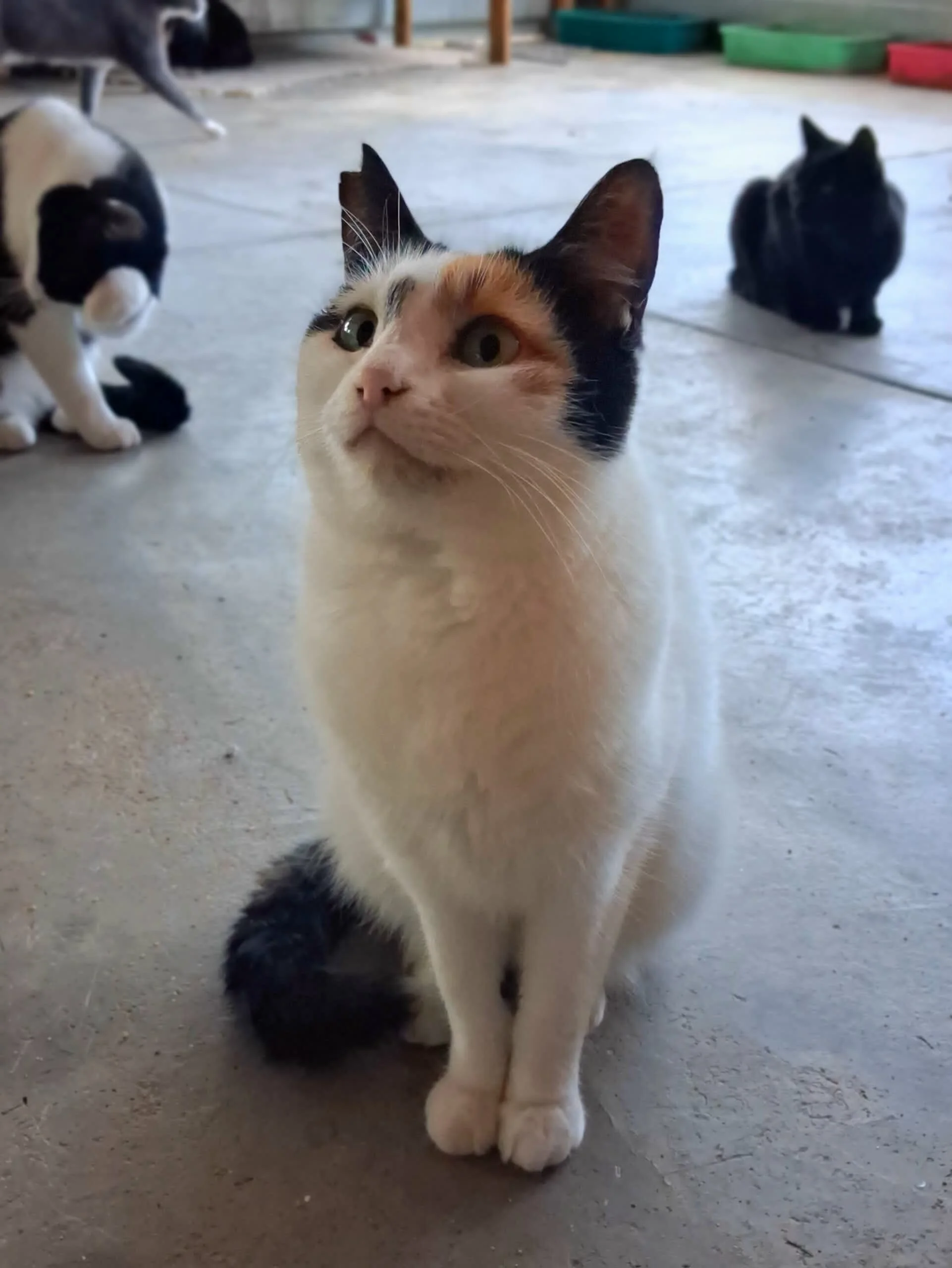 Fifi 
