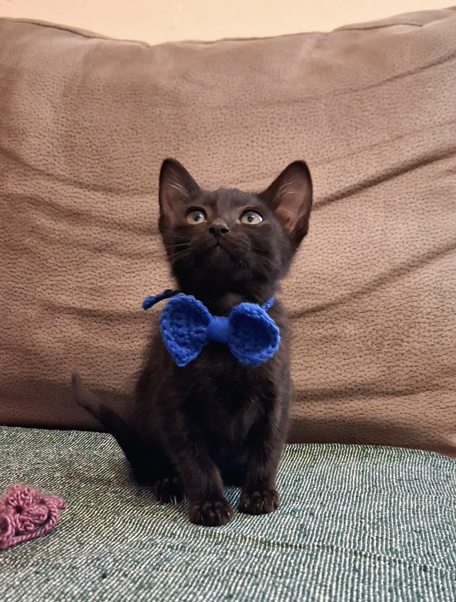 Noel