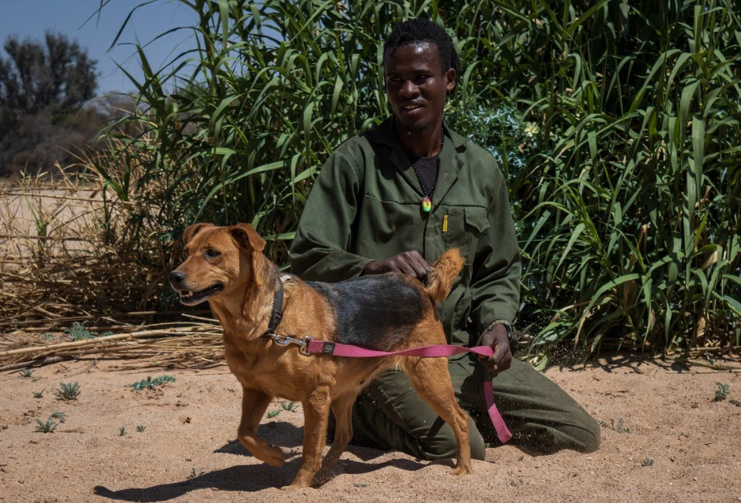 𝗦𝗼𝗽𝗵𝗶𝗲 𝗶𝘀 𝗹𝗼𝘆𝗮𝗹, 𝗹𝗼𝘃𝗶𝗻𝗴 𝗮𝗻𝗱 𝗮𝗳𝗳𝗲𝗰𝘁𝗶𝗼𝗻𝗮𝘁𝗲 - the kind of dog who doesn&rsquo;t need to demand your attention, she simply finds her way into your heart. At 3/4 years old and medium-sized, she&rsquo;s grown up surrounded