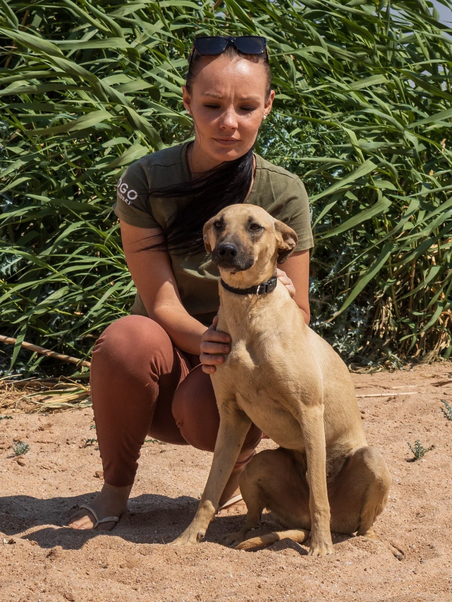 𝗠𝗲𝗲𝘁 𝗧𝗼𝗳𝗳𝗲𝗲! 🐾
Toffee is a 1-year-old bundle of joy with a playful spirit and a heart full of love. Medium in size and big on personality once he's given a little time to warm up, he adores snuggles, playtime, and being around people.

He&