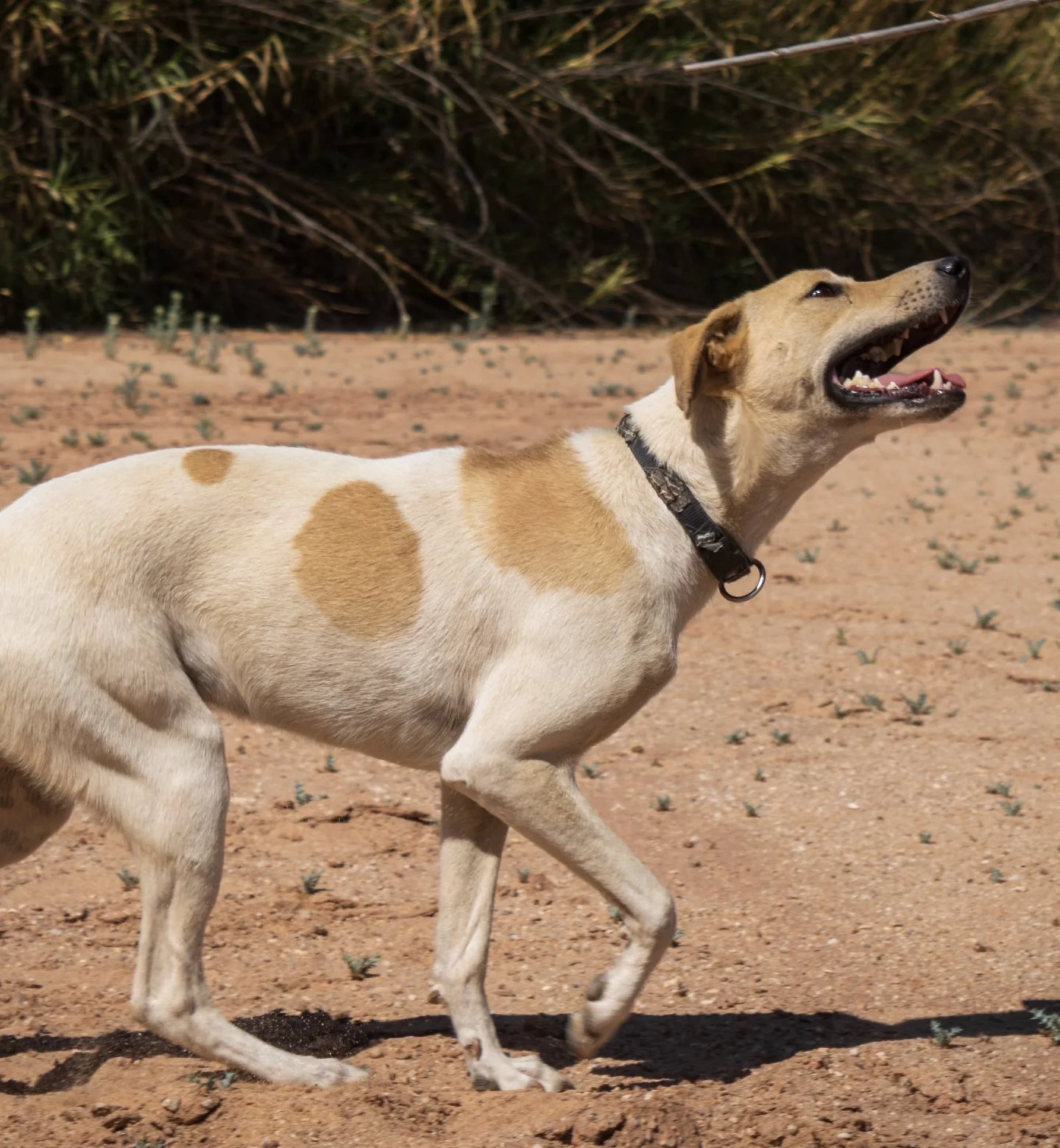 𝗧𝗵𝗶𝘀 𝗶𝘀 𝗟𝘂𝗻𝗮. ✨🌙 This is Luna, a sweet, calm 1-year-old with a heart full of love. 🐶💛 She&rsquo;s not loud or demanding - she&rsquo;s the quiet one who leans in for cuddles, gives soft puppy kisses and just wants to be near the people sh