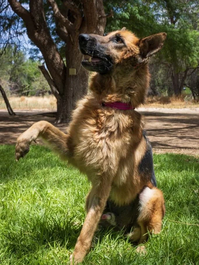 𝗔𝘁 𝗧𝗵𝗲 𝗔𝗥𝗞, 𝘄𝗲 𝗱𝗼𝗻&rsquo;𝘁 𝗷𝘂𝘀𝘁 𝗿𝗲𝗵𝗼𝗺𝗲 - 𝘄𝗲 𝗺𝗮𝘁𝗰𝗵 𝗵𝗲𝗮𝗿𝘁𝘀. ❤️
Tell us about your lifestyle, your home, your heart - and we&rsquo;ll help you find a dog or cat whose personality fits yours perfectly. Whether you&rsq