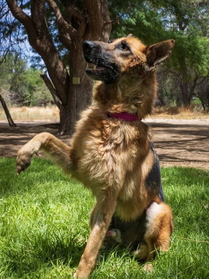 𝗖𝗮𝗻 𝘆𝗼𝘂 𝗽𝗶𝗰𝘁𝘂𝗿𝗲 𝗶𝘁? 🤔
Long walks by the ocean, salty air, the sound of waves&hellip; and a happy German Shepherd tail wagging right beside you. 🌅🐕

That&rsquo;s the kind of life Rex dreams of.

At 5 years old, this strong, soulful b