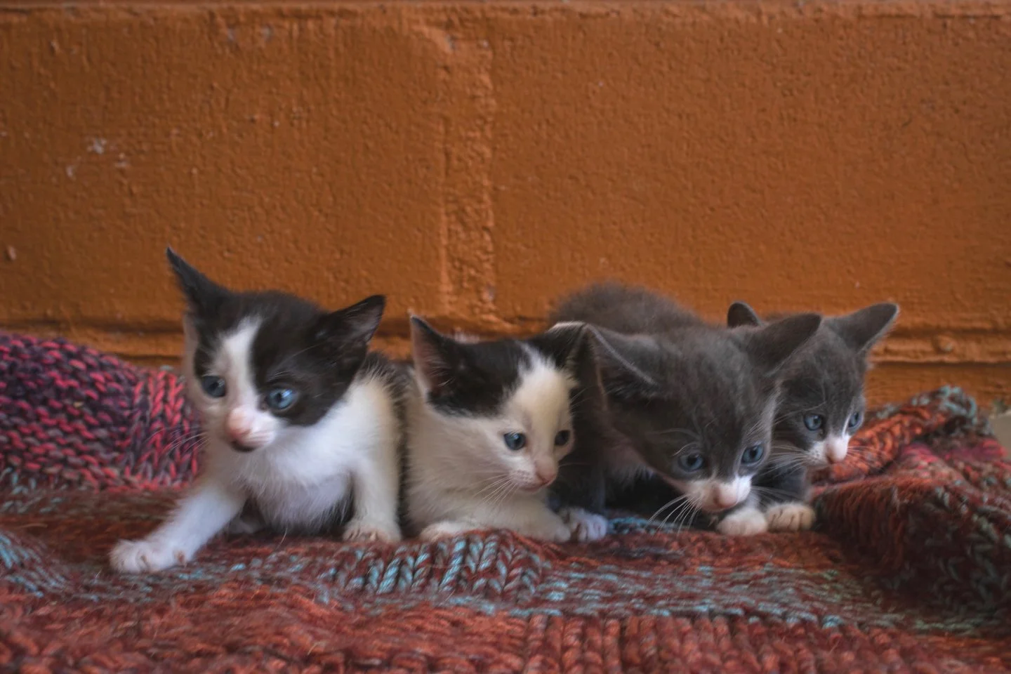 𝗦𝗺𝗮𝗹𝗹 𝗽𝗮𝘄𝘀. 𝗕𝗶𝗴 𝗹𝗼𝘃𝗲. 💛🥺

Our litter of four rescue kittens will soon be ready to go to the loving homes they&rsquo;ve been dreaming of.
Soft purrs, tiny head bumps, playful zoomies and endless cuddles - that&rsquo;s what they bring