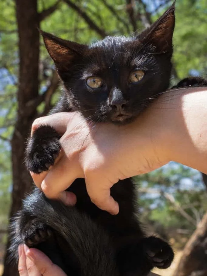 𝗠𝗲𝗲𝘁 𝗼𝘂𝗿 𝘁𝗶𝗻𝘆 𝗽𝗮𝗻𝘁𝗵𝗲𝗿 𝗱𝘂𝗼 🖤🐾🖤 🐈&zwj;⬛ 
Two little black kitten brothers, small in size but huge in personality.

These boys do everything together -
tumble, pounce, play, nap, repeat.
They are equal parts mischief and magic.
