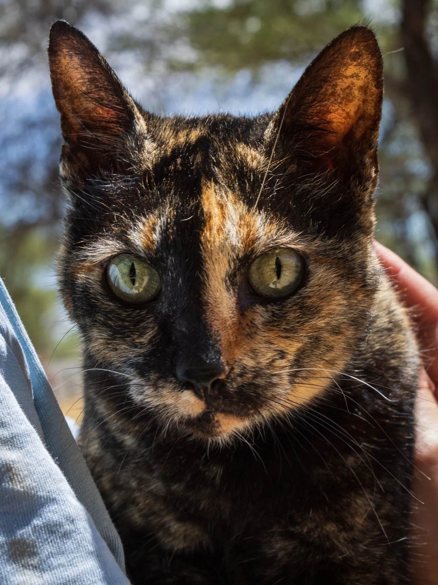 𝗠𝗲𝗲𝘁 𝗕𝗲𝗮𝘂𝘁𝘆 🖤 🧡 
And yes&hellip; she truly earned her name.

For a long time, Beauty lived alone on the streets around the local hospital in Omaruru.
Not cared for. Not chosen. Not wanted.
Just surviving. Day after day. Watching the world