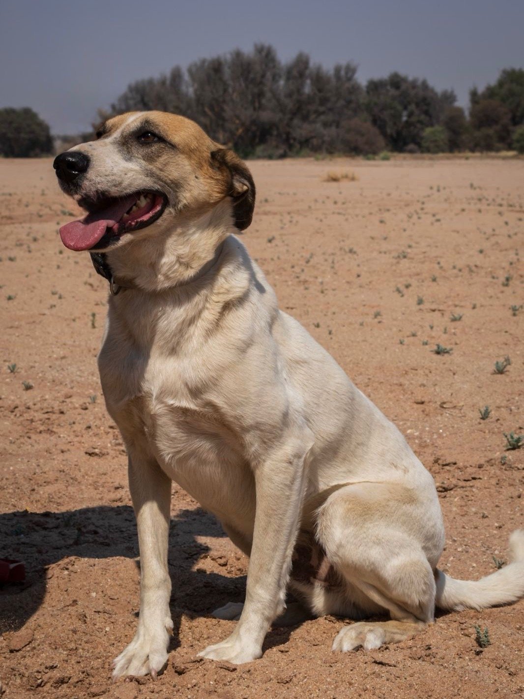 𝗠𝗲𝗲𝘁 𝗦𝗵𝗲𝗽𝗵𝗲𝗿𝗱 🐾
Shepherd is a calm, sensitive boy who thrives on companionship. Always by your side, he loves cuddles, quiet moments, and joining you on leisurely walks. Used to farm life, he&rsquo;s adaptable, friendly, and gets along w