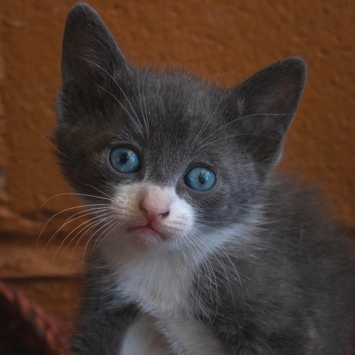 𝗙𝗿𝗼𝗺 𝘄𝗶𝗻𝗱𝗼𝘄 𝘄𝗮𝘁𝗰𝗵𝗲𝗿𝘀 𝘁𝗼 𝗰𝗼𝘂𝗰𝗵 𝗰𝘂𝗱𝗱𝗹𝗲𝗿𝘀
Kittens grow up fast. That tiny ball of fur you see today will become a curious, independent, loving adult in just a year. Every day spent waiting for a home is a day they could 