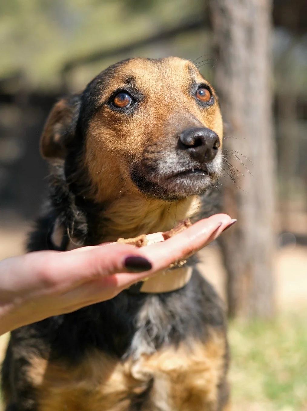 𝗠𝗲𝗲𝘁 𝗝𝗲𝗿𝗲𝗺𝘆! 🐶

Jeremy is a calm, patient soul with a heart of gold. 🤎 

He loves quiet moments - whether it&rsquo;s sitting by your side, enjoying gentle belly rubs, or simply being near you.

He&rsquo;s looking for a loving home where h