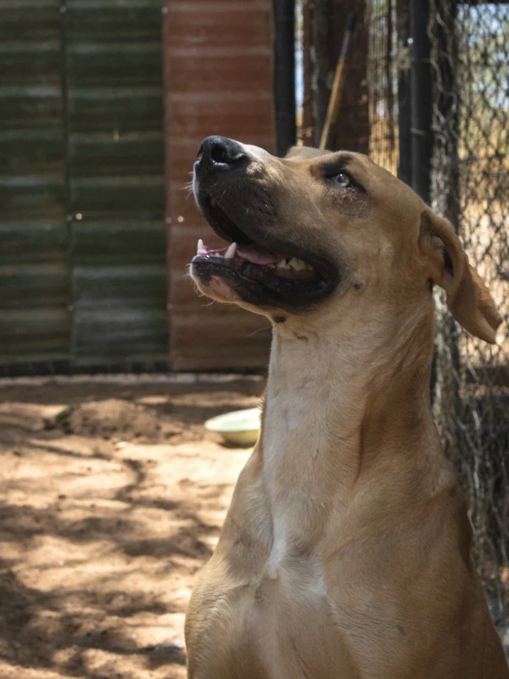 🐾 𝗠𝗲𝗲𝘁 𝗝𝗮𝗰𝗸 &ndash; 𝗴𝗿𝗲𝗮𝘁 𝗱𝗮𝗻𝗲 𝗯𝗼𝗲𝗿𝗯𝗼𝗲𝗹 𝗺𝗶𝘅 | 𝟭 𝘆𝗲𝗮𝗿 | 𝟰𝟬𝗸𝗴 𝗼𝗳 𝗹𝗼𝘃𝗲 🖤

BIG DOG LOVERS, this one is for YOU. 🚨🐾

Jack is a 1-year-old Great Dane Boerboel mix, 40kg of muscle, goof and love waiting to expl