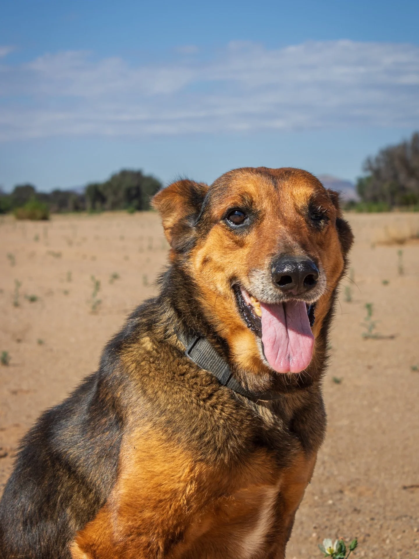 𝗢𝗵 𝗣𝗼𝗮𝗰𝗵𝗲𝗿 - 𝘆𝗼𝘂'𝗿𝗲 𝗷𝘂𝘀𝘁 𝗮 𝗿𝗮𝘆 𝗼𝗳 𝘀𝘂𝗻𝘀𝗵𝗶𝗻𝗲! 🌞