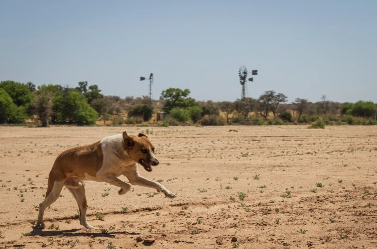 𝗠𝗲𝗲𝘁 𝗦𝗽𝗿𝗶𝗻𝗴𝗲𝗿! 🐾
Springer&rsquo;s story is one of resilience and triumph. Found with severe injuries that left him unable to walk for days, he has made an incredible recovery - and now he&rsquo;s literally springing around like the joyfu