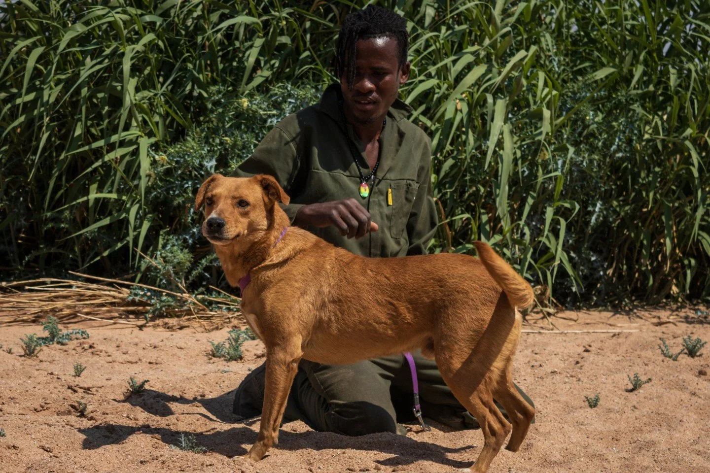 𝗠𝗲𝗲𝘁 𝗦𝗽𝗶𝗸𝗲! 🐾
Spike is a 4-year-old medium-sized boy with a heart full of love. Friendly and affectionate, he&rsquo;s always ready to shower you with cuddles and soak up all the attention he can get.

He&rsquo;d thrive in a calm home withou