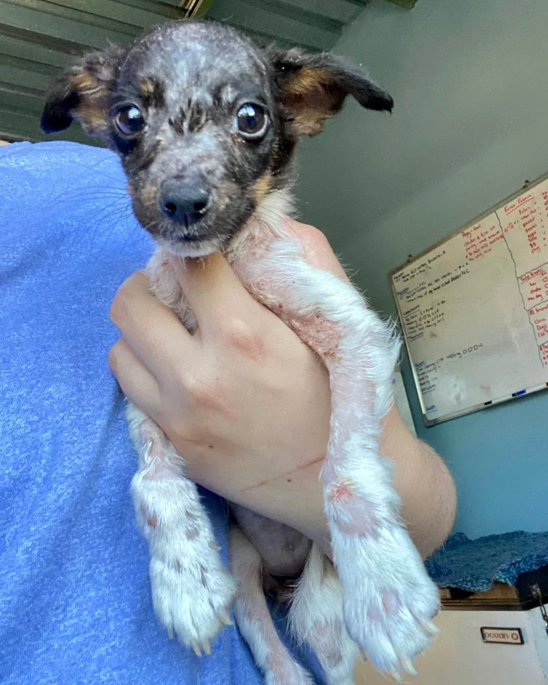 𝗔𝗥𝗞 𝘂𝗽𝗱𝗮𝘁𝗲 💛 ✨

One of our latest rehabilitating cases, Imy, is doing better every day. You can see she is losing more hair, but her skin is healing, becoming healthier, and her little body is starting to recover nicely. 

Thank you, thank 