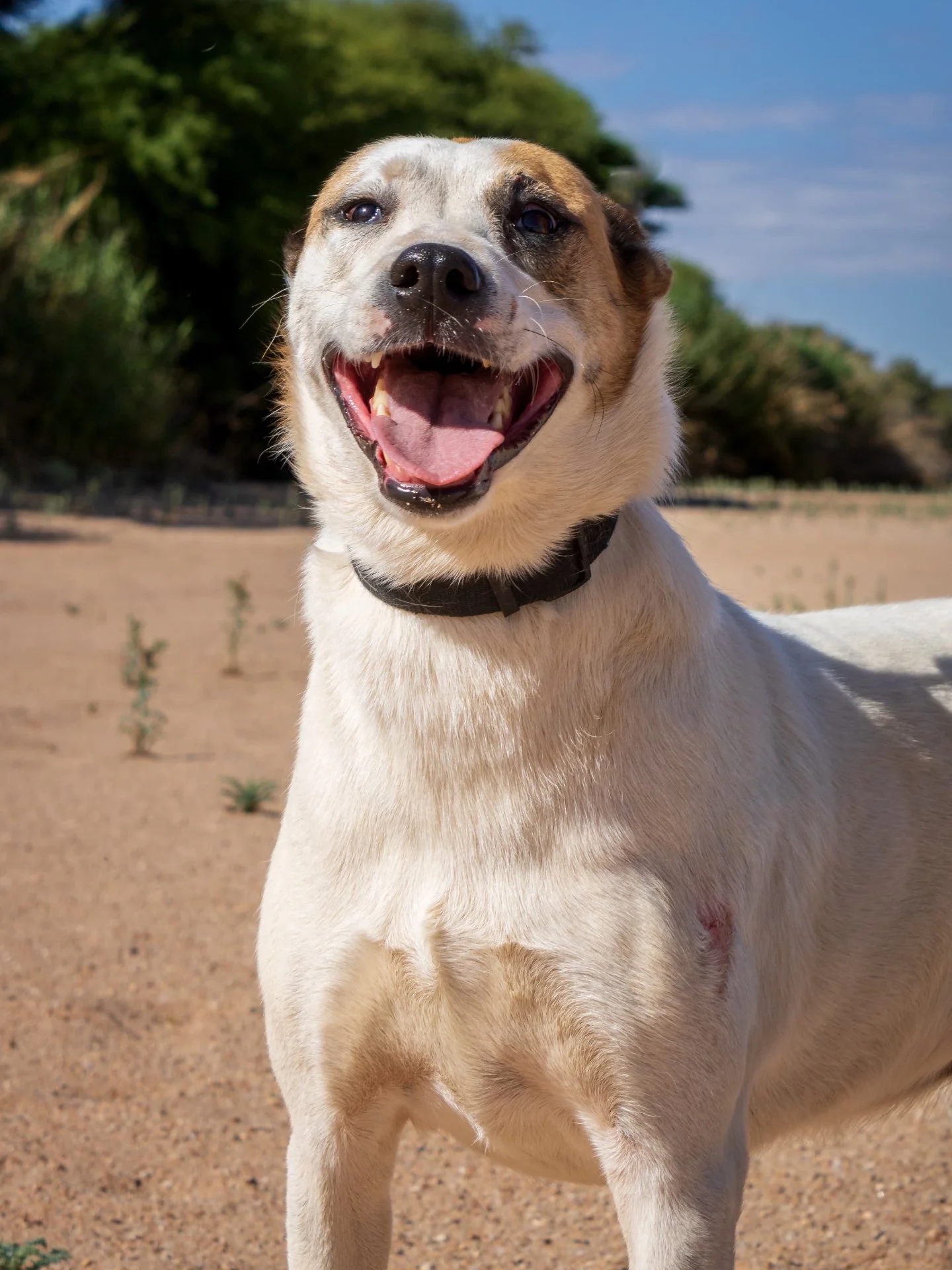 𝗔𝗱𝗼𝗽𝘁 - 𝗱𝗼𝗻&rsquo;𝘁 𝘀𝗵𝗼𝗽 💛

With over 120 faces looking at us from their cages - adoption is SO incredibly important. 

When you adopt, you&rsquo;re not just getting a pet.
You&rsquo;re giving a forgotten soul a second chance at life.

