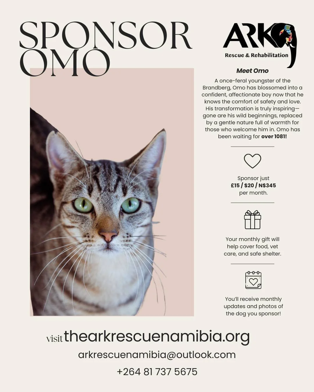 𝗙𝗿𝗼𝗺 𝘄𝗶𝗹𝗱 𝗮𝗻𝗱 𝗵𝘂𝗻𝗴𝗿𝘆 𝘁𝗼 𝘄𝗲𝗹𝗹-𝗳𝗲𝗱 𝗮𝗻𝗱 𝗰𝘂𝗱𝗱𝗹𝘆. 💙 𝗦𝗽𝗼𝗻𝘀𝗼𝗿 𝗢𝗠𝗢 𝘁𝗼𝗱𝗮𝘆!
Omo came to us as a feral boy, but in the 1081+ days he's been with us, he has transformed into a true love-bug. Gone are his wild ti