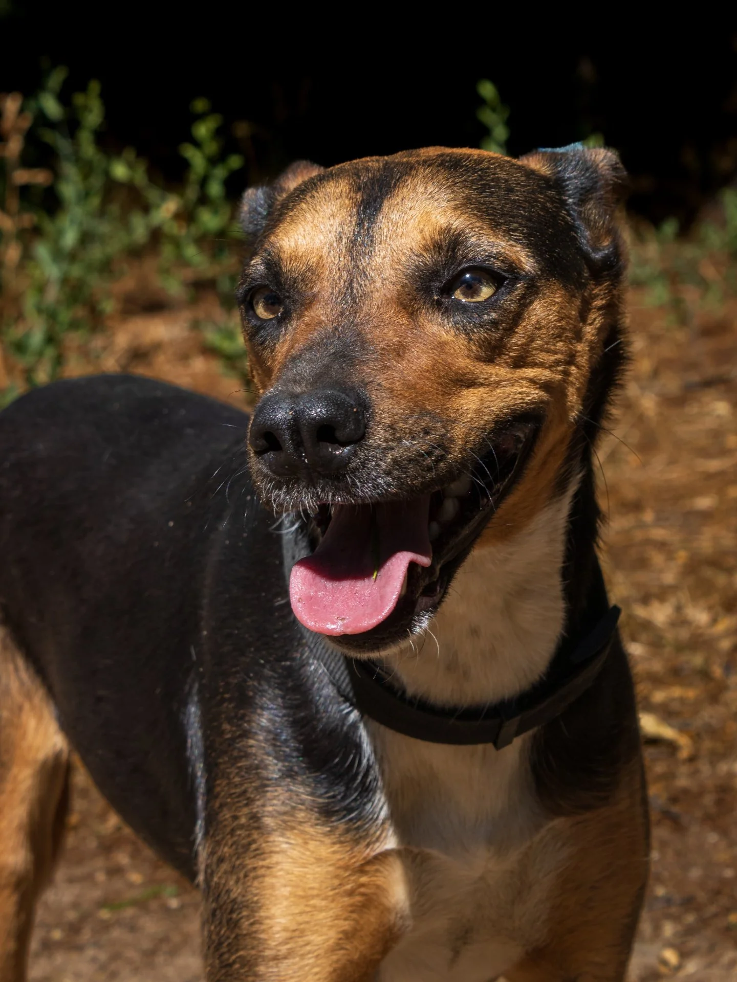 𝗠𝗲𝗲𝘁 𝗔𝗺𝗯𝗲𝗿. 🥰
Amber&rsquo;s life began in hardship. Every day was a battle for survival - searching for scraps of food, clean water and shelter. She never knew comfort, safety or affection. 💔

But despite everything, Amber has become one o