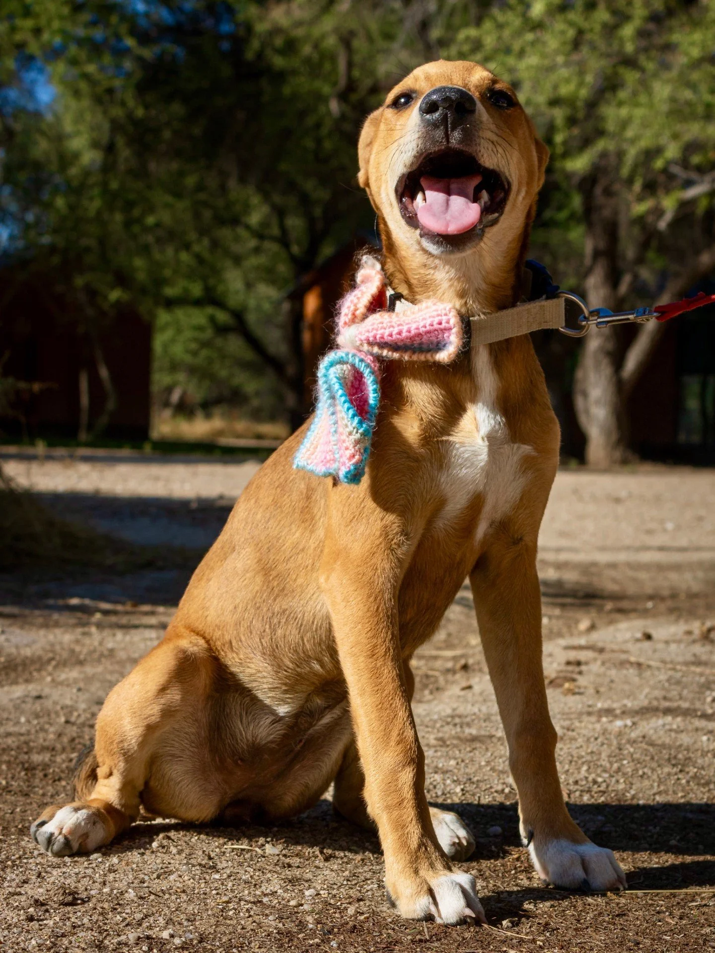 𝗧𝗶𝗺𝗲 𝗴𝗼𝗲𝘀 𝗯𝘆 𝘀𝗼 𝗳𝗮𝘀𝘁....
A puppy today becomes a playful adolescent in months, then a devoted adult in just a few years. Each moment they spend waiting for a home is a moment lost in a shelter. By adopting, you&rsquo;re saving them fr