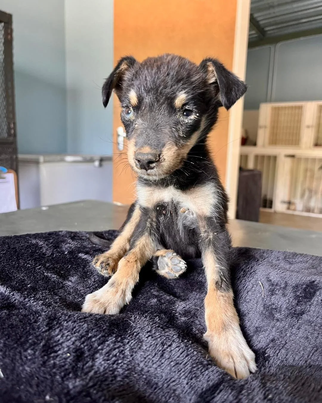 𝗔𝗻𝗼𝘁𝗵𝗲𝗿 𝗯𝗲𝗳𝗼𝗿𝗲 &amp; 𝗮𝗳𝘁𝗲𝗿 𝘄𝗲 𝗸𝗻𝗼𝘄 𝘆𝗼𝘂&rsquo;𝗹𝗹 𝗹𝗼𝘃𝗲! 💛
This brave little girl arrived so severely dehydrated that we weren&rsquo;t sure she&rsquo;d make it through the night&hellip; but look at her now! 

Poppy is a