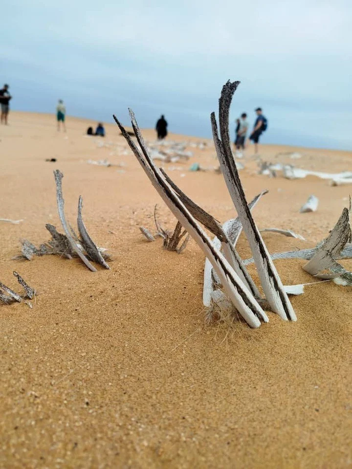 𝗦𝘄𝗮𝗸𝗼𝗽𝗺𝘂𝗻𝗱 - 𝘁𝗵𝗮𝗻𝗸 𝘆𝗼𝘂 𝗳𝗼𝗿 𝘄𝗮𝗹𝗸𝗶𝗻𝗴 𝗳𝗼𝗿 𝗧𝗵𝗲 𝗔𝗥𝗞 𝗥𝗲𝘀𝗰𝘂𝗲! 🐴 🌊

What an amazing morning in the coastal air!

Today, 10 incredible supporters (and of course, a few enthusiastic doggies!) took on a 3&ndash;3.5 h