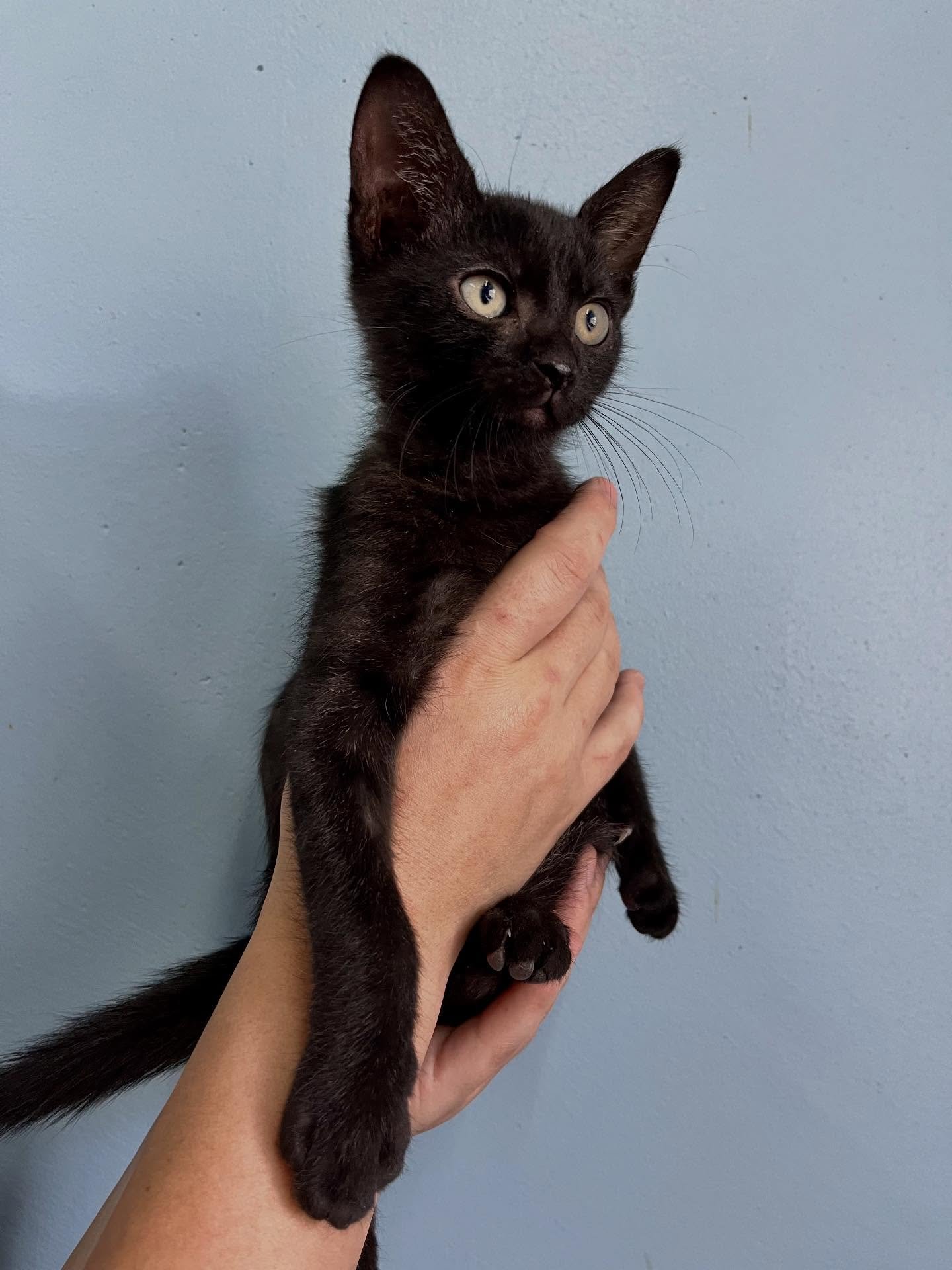 𝟭𝟴 𝗸𝗶𝘁𝘁𝗲𝗻𝘀&hellip; 𝗮𝗻𝗱 𝗰𝗼𝘂𝗻𝘁𝗶𝗻𝗴. 🐱💔

Right now, we are caring for 18 kittens, on top of 50+ cats and 50+ dogs who are all still waiting for homes. Tiny lives arriving much faster than families can be found.

Each one needs food,