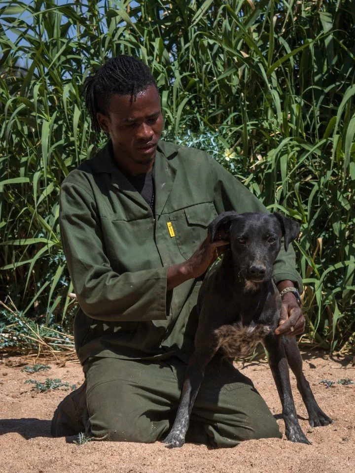 𝗠𝗲𝗲𝘁 𝗠𝗶𝗹𝗼! 🐾
Milo is a bouncy, people-loving 2-year-old with a heart full of loyalty and a nose for fun. Always ready for an adventure, he thrives on human connection and loves being part of the action. We predict he is a Labrador mix! 🖤🤍 