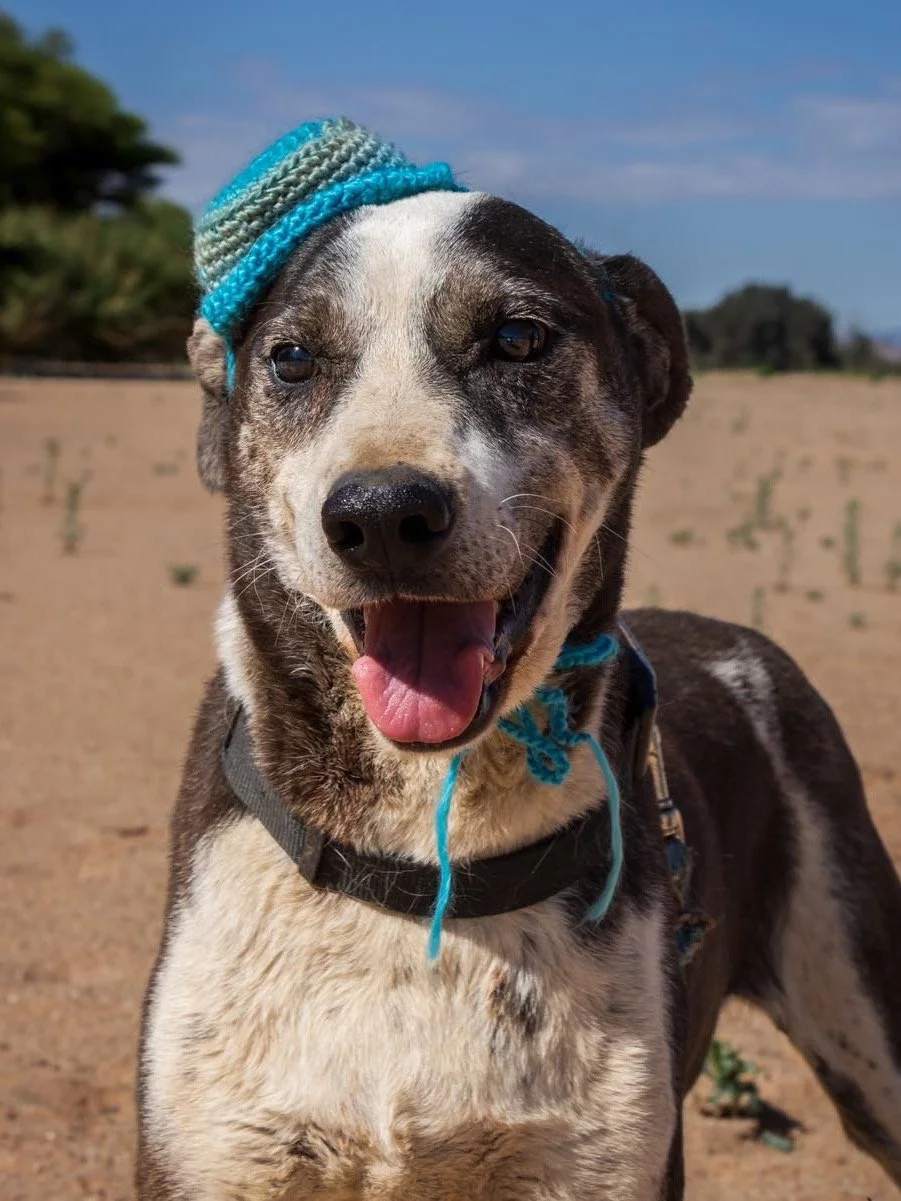 𝗪𝗲 𝗻𝗲𝗲𝗱 𝘆𝗼𝘂𝗿 𝗵𝗲𝗹𝗽 💛
January has been a big month at The ARK. With over 120 animals in our care, including 20 hungry kittens who are eating more than their body weight every single day, our little rescue is stretched to the limit.

On t