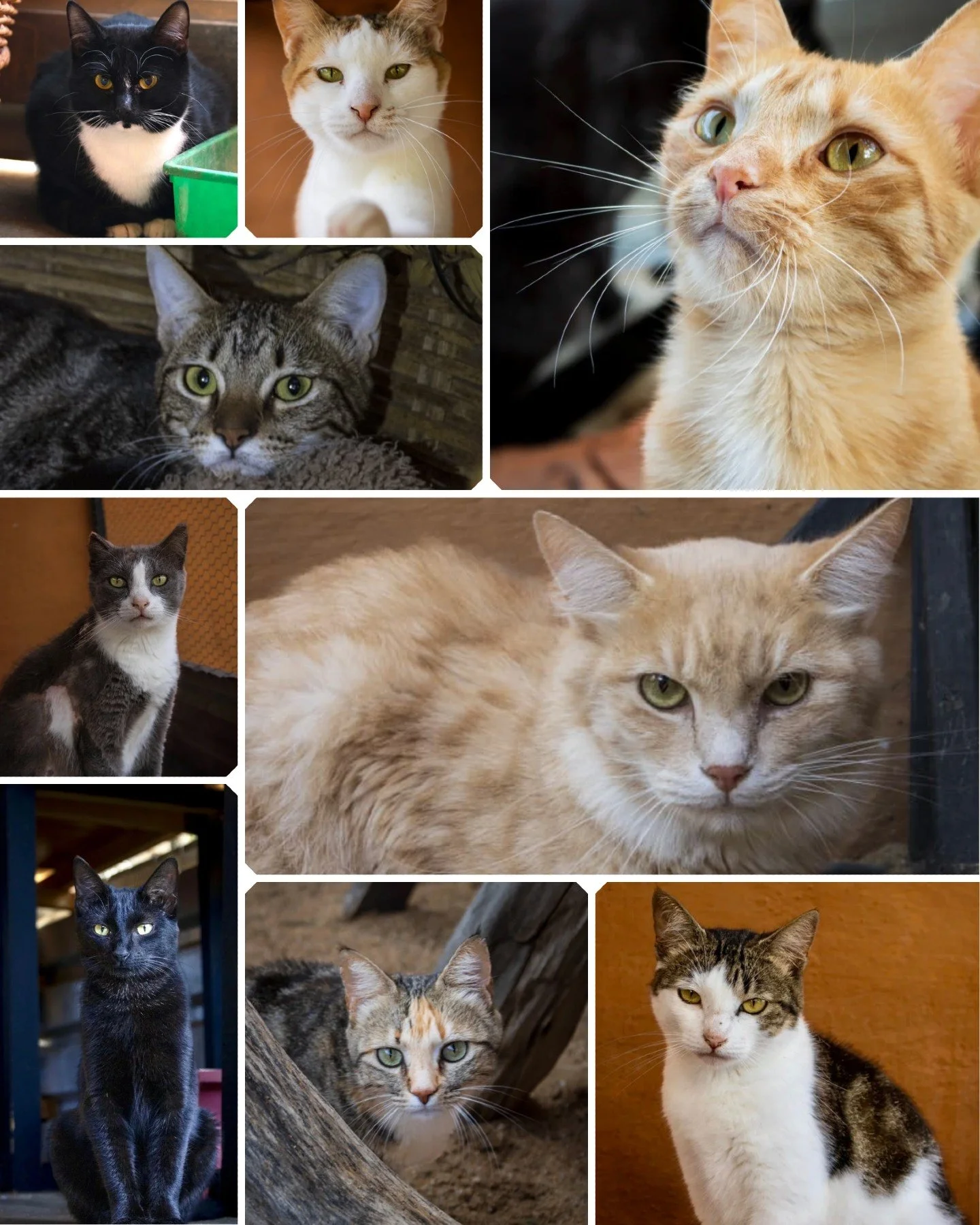𝗪𝗲&rsquo;𝗿𝗲 𝗯𝘂𝗿𝘀𝘁𝗶𝗻𝗴 𝗮𝘁 𝘁𝗵𝗲 𝘀𝗲𝗮𝗺𝘀! Over 90 cats and kittens are looking for loving homes and each one deserves a safe place to thrive.

All our kitties are vet-checked, vaccinated, dewormed, deticked and will be sterilised when 