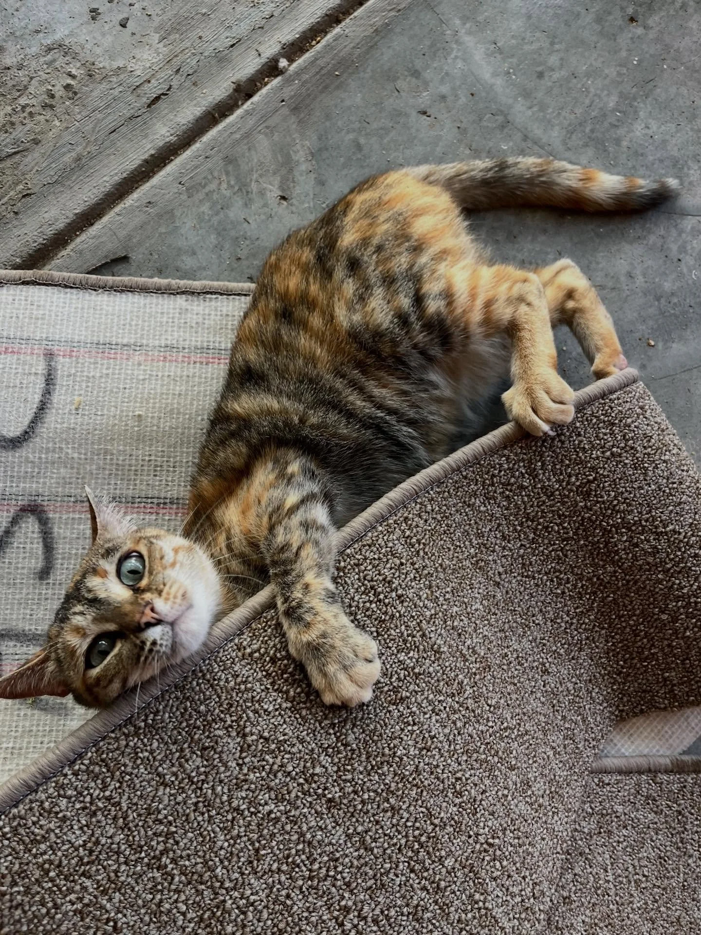 We&rsquo;d like to give a massive thank you to Flordek Windhoek for their generous donation of offset carpet to our rescue.

Safe to say&hellip; our cats are thrilled! 😆

With over 90 cats currently in our care, enrichment and comfort make a huge di