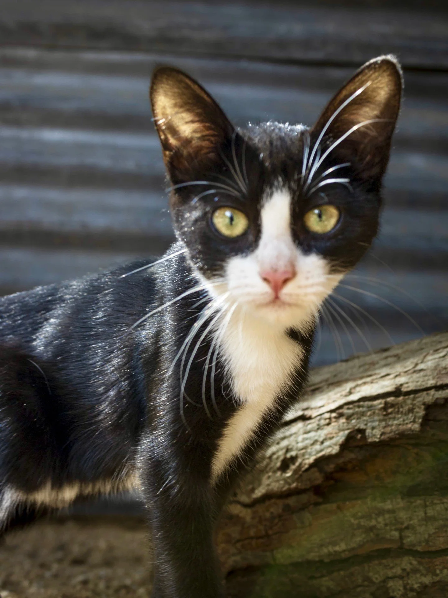 𝗞𝗶𝘁𝘁𝗲𝗻 𝗰𝗿𝗮𝘇𝘆 𝗮𝘁 𝗧𝗵𝗲 𝗔𝗥𝗞! 🐾

We are bursting at the seams! We currently have over 90!!!! cats and kittens in our care, and each one deserves a safe, loving home.

All our cats are vet-checked, vaccinated, dewormed and deticked, and