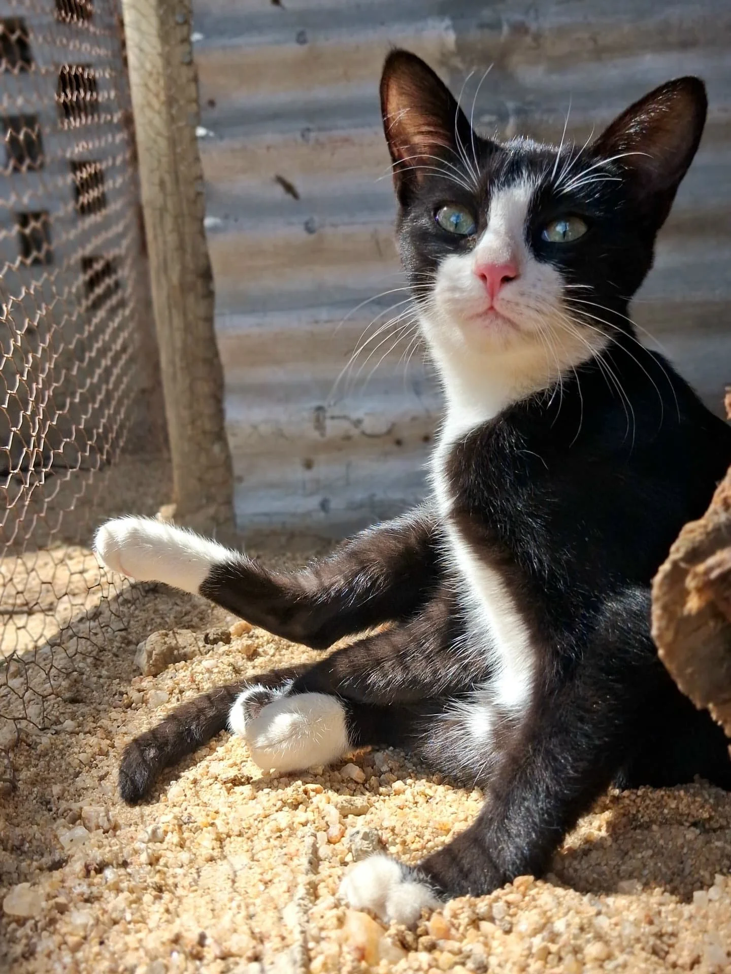 𝗦𝘄𝗲𝗲𝘁 𝗜𝘇𝘇𝘆, 𝗼𝘂𝗿 𝗹𝗶𝘁𝘁𝗹𝗲 𝘁𝘂𝘅𝗲𝗱𝗼 𝗹𝗮𝗱𝘆. 𝗕𝗹𝗮𝗰𝗸 𝗰𝗼𝗮𝘁, 𝘄𝗵𝗶𝘁𝗲 𝘀𝗼𝗰𝗸𝘀 𝗮𝗻𝗱 𝗷𝘂𝘀𝘁 𝗲𝗻𝗼𝘂𝗴𝗵 𝘀𝗮𝘀𝘀 𝘁𝗼 𝗸𝗲𝗲𝗽 𝘁𝗵𝗶𝗻𝗴𝘀 𝗶𝗻𝘁𝗲𝗿𝗲𝘀𝘁𝗶𝗻𝗴. 🖤🤍

Izzy is the kind of kitten who prefers to observ