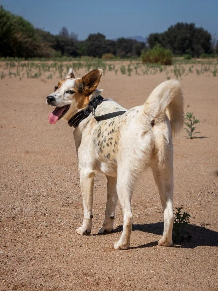 𝗟𝘂𝗰𝘆 &ndash; 𝗯𝗿𝗮𝘃𝗲 𝗴𝗶𝗿𝗹 𝘄𝗶𝘁𝗵 𝗮 𝗵𝗲𝗮𝗿𝘁 𝗼𝗳 𝗴𝗼𝗹𝗱 💕
(4 𝘺𝘦𝘢𝘳𝘴 𝘰𝘭𝘥, 𝘩𝘢𝘴 𝘢𝘯 𝘦𝘺𝘦 𝘤𝘰𝘯𝘥𝘪𝘵𝘪𝘰𝘯)

Lucy may need a little extra care, but her personality is all heart.

Her hobbies include:
&bull; Soft snuggles